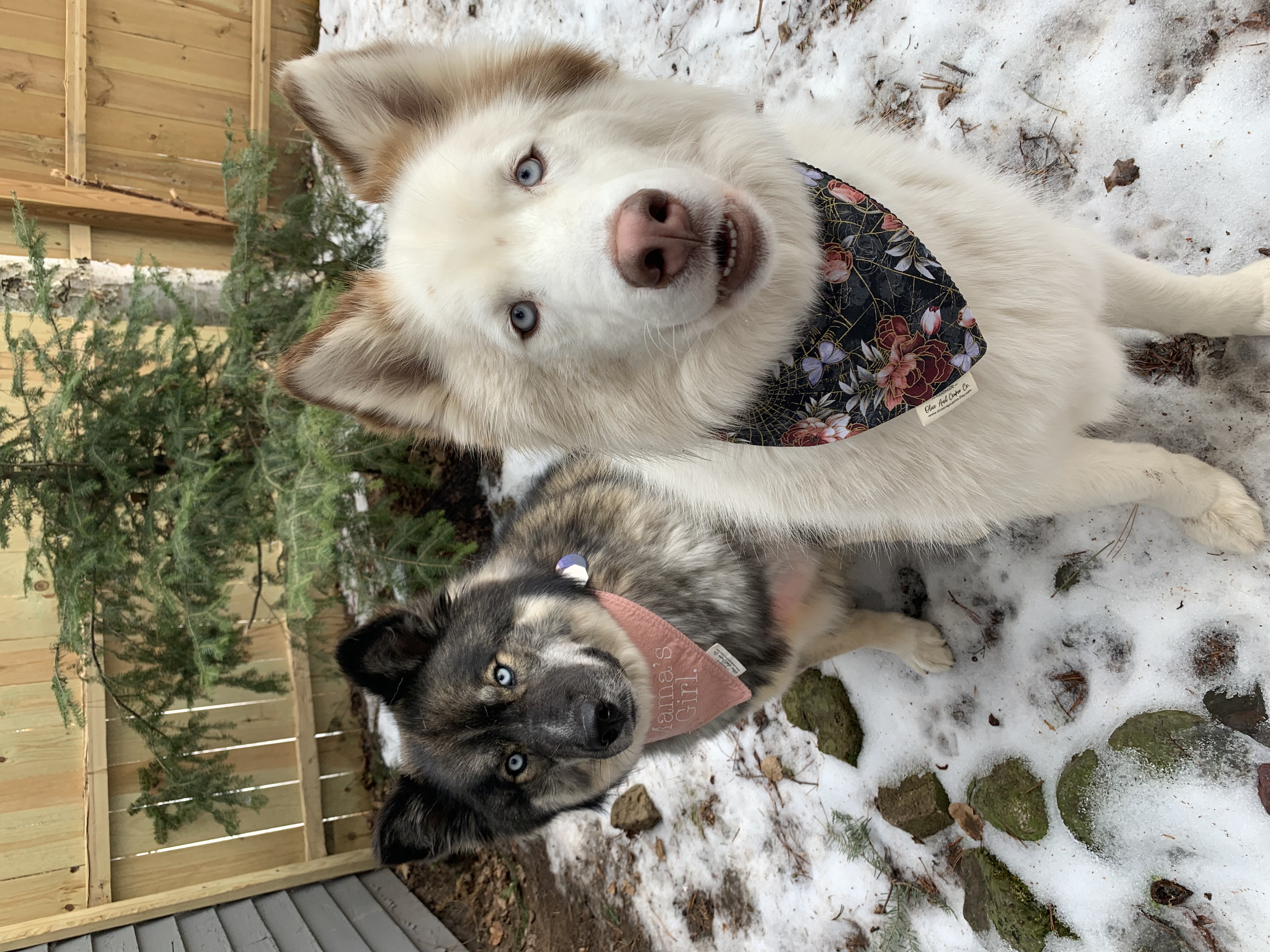 @adventures-of-fenn-and-odie