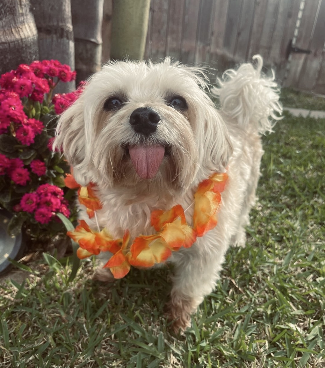 @achilles-and-troy-the-morkies