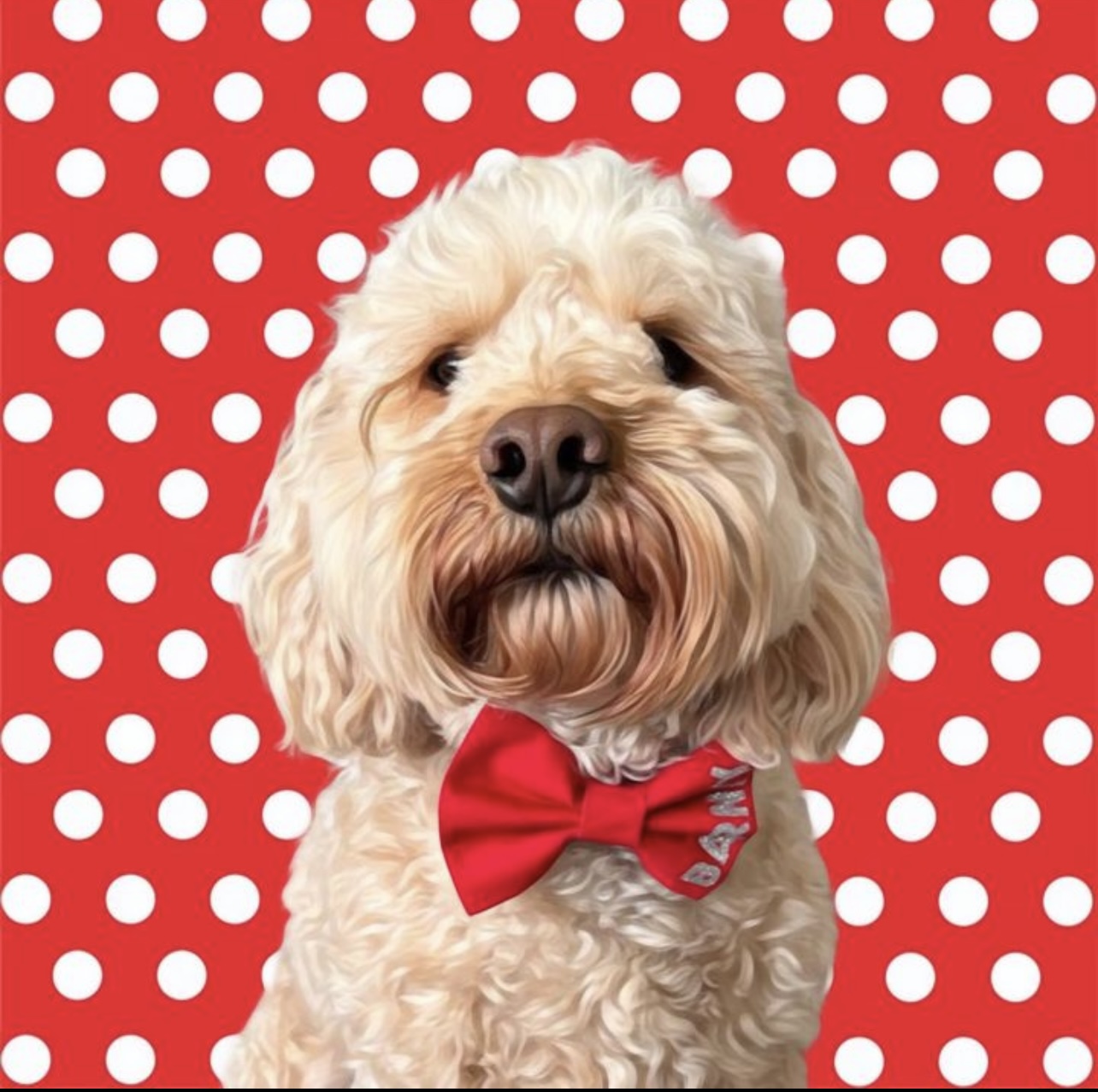 @barneyboo-the-cockapoo-uk