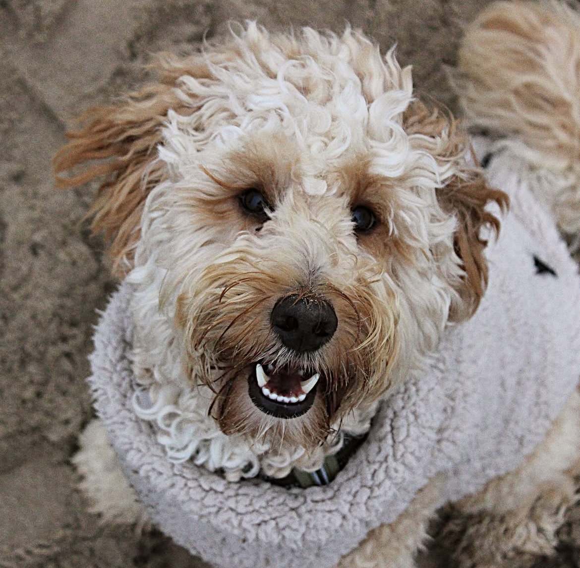 @itsbearthelabradoodle