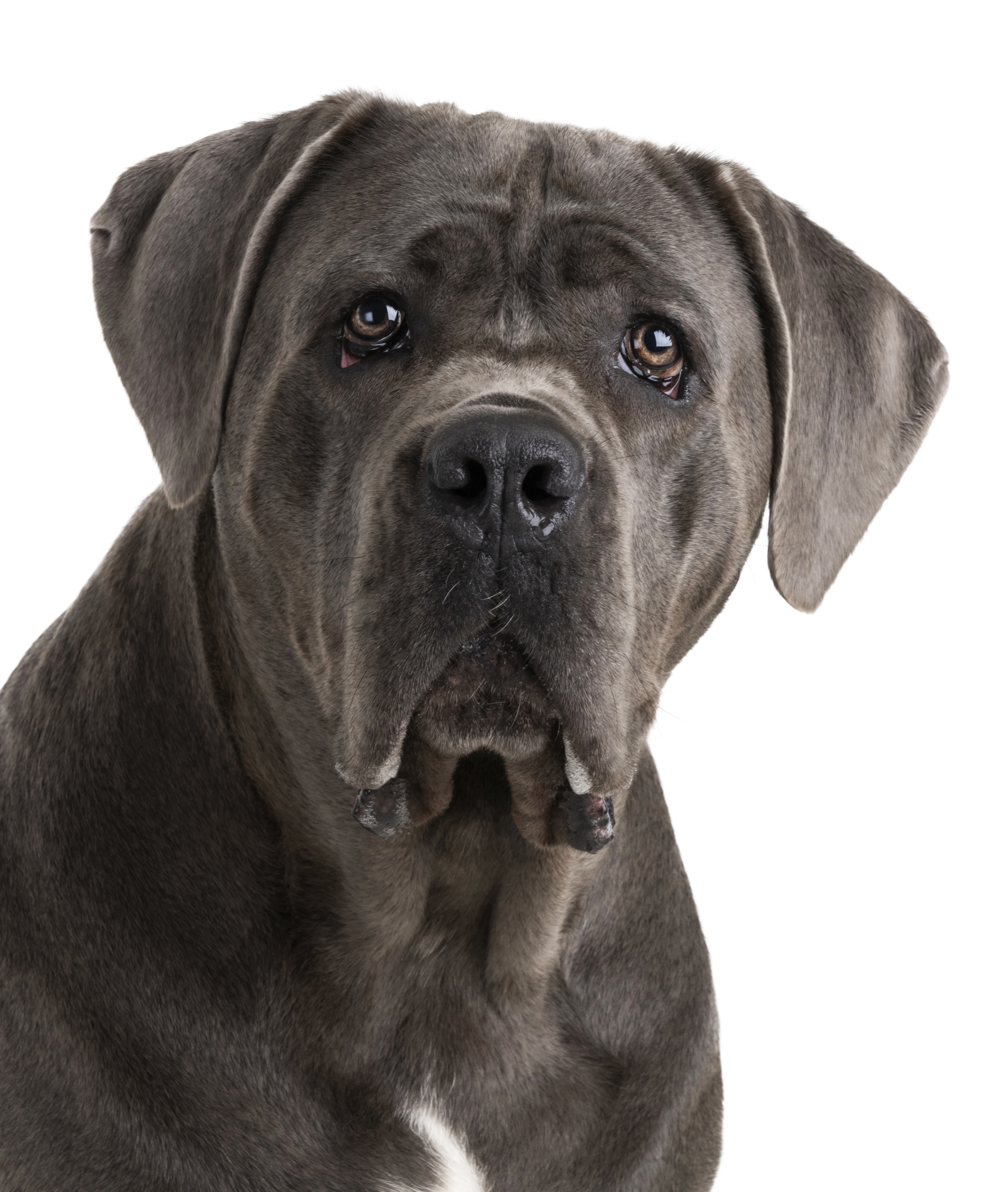 @skyethecanecorsogirl