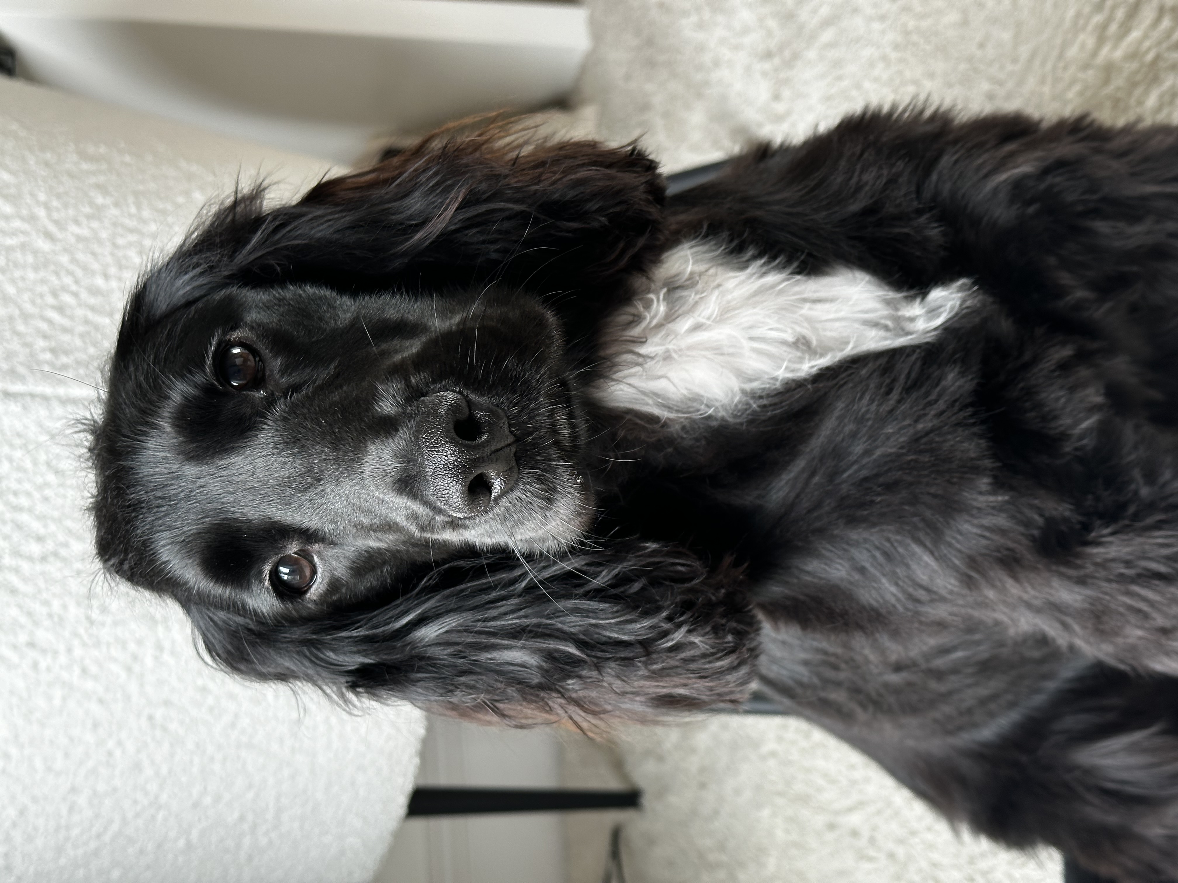 @at-elvisthespaniel