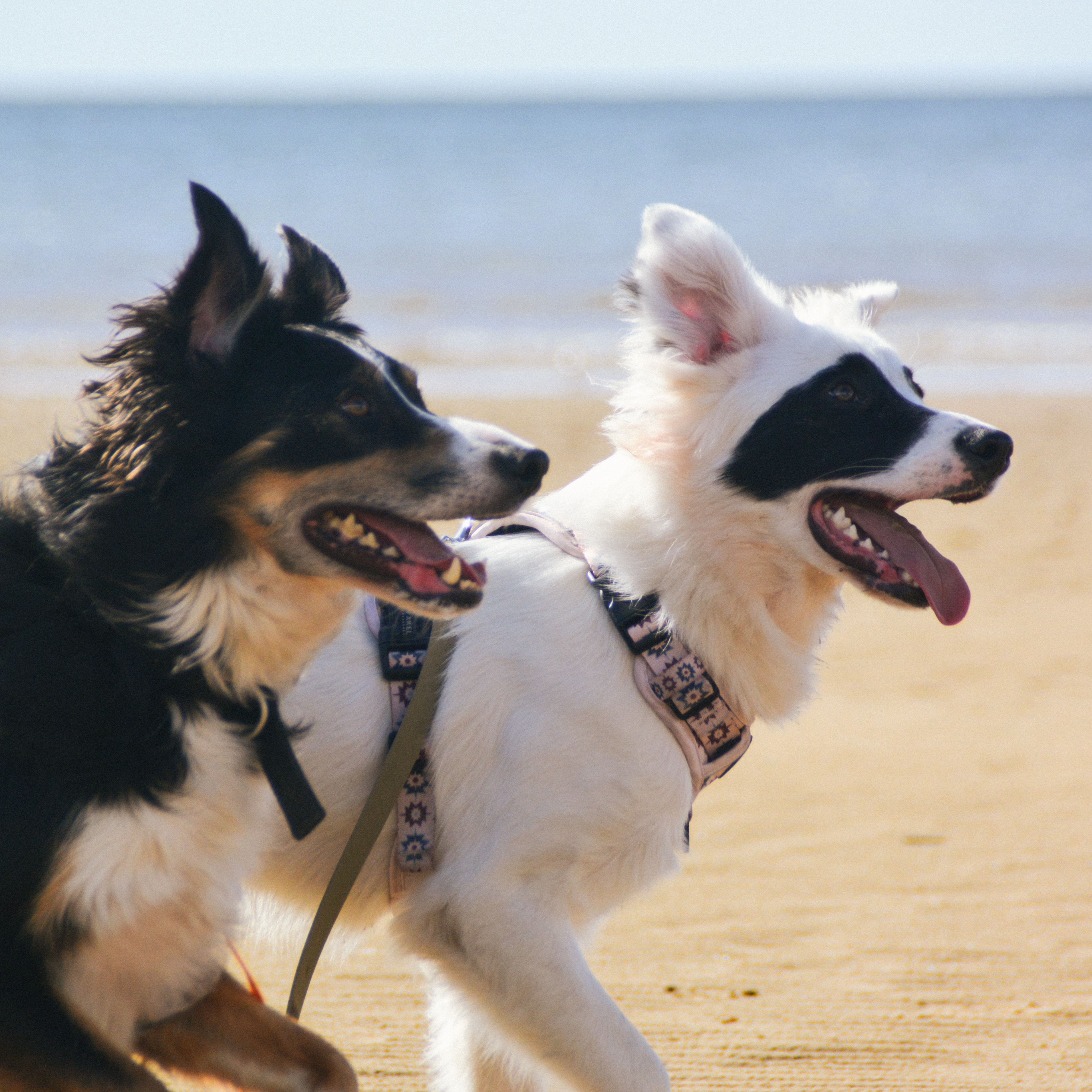 @casperandthefriendlyghost