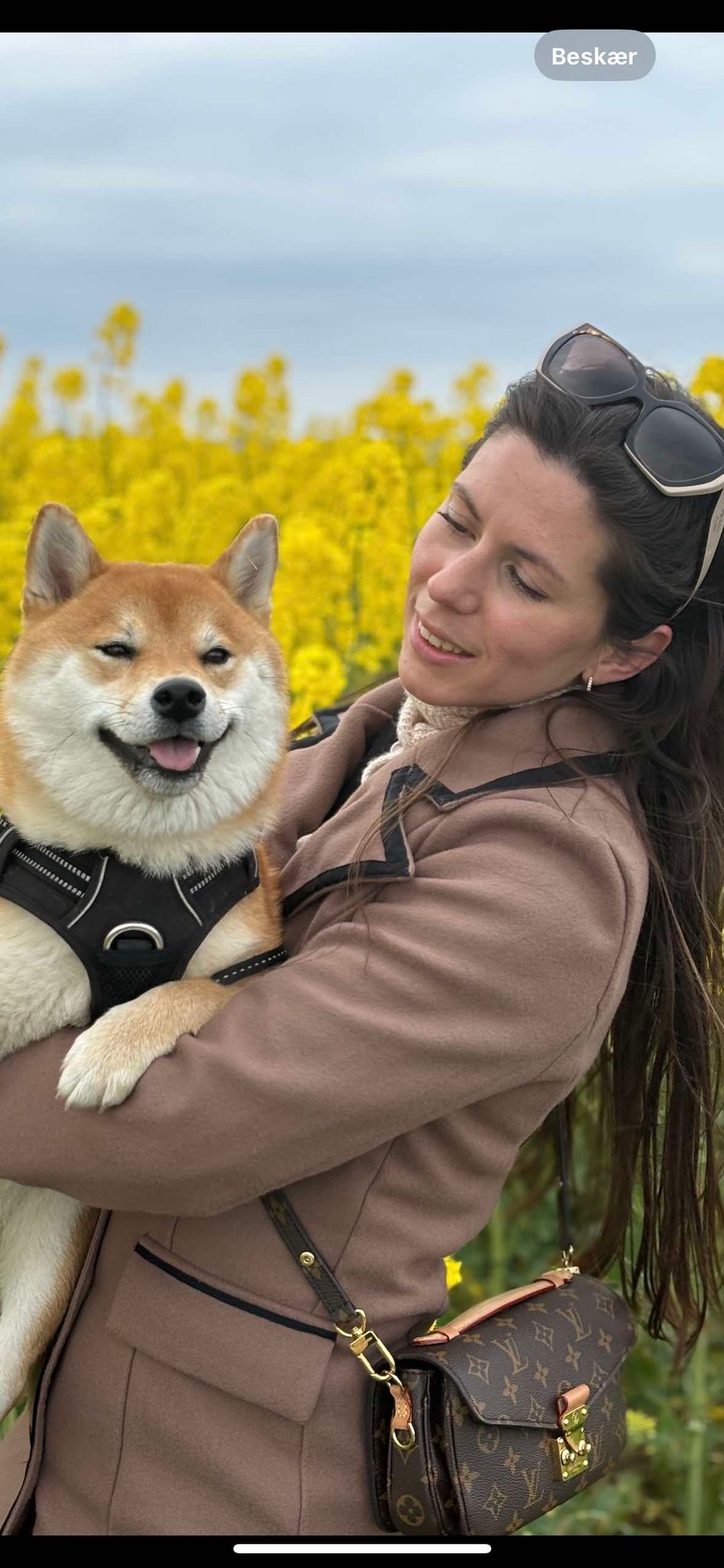 @nala-shiba-in-aarhus
