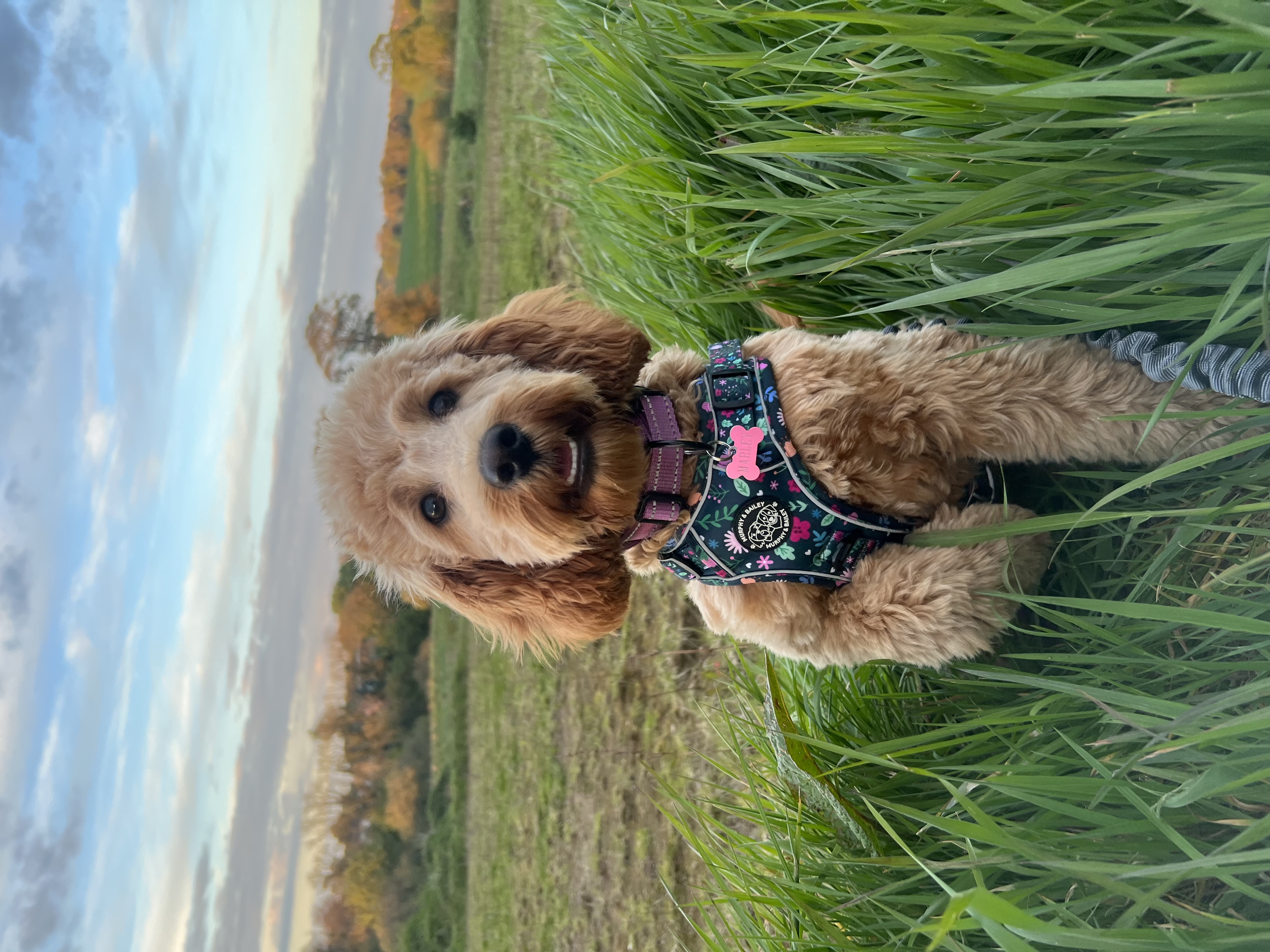 @marleythecockapoo26