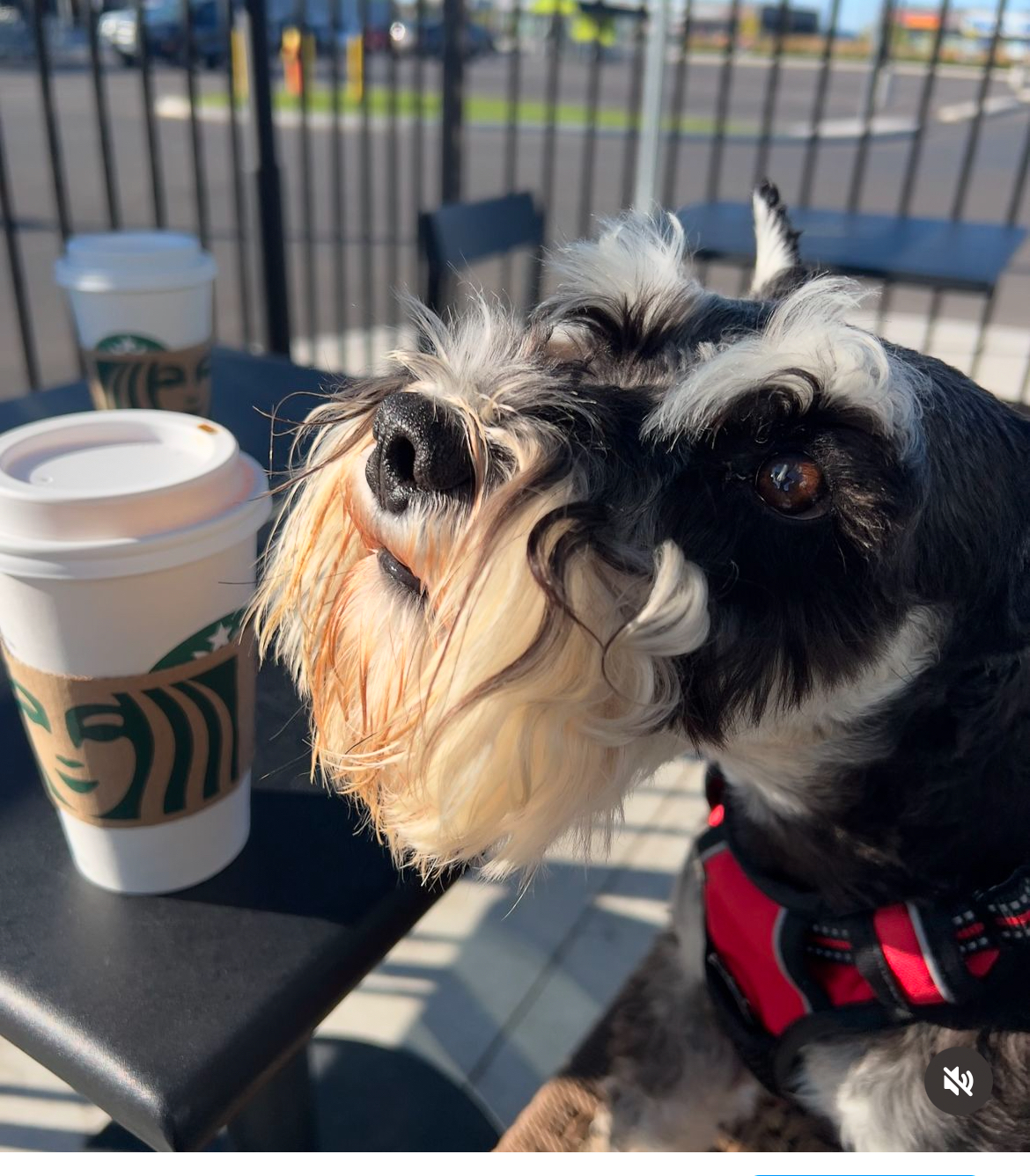 @silver-schnauzer2021