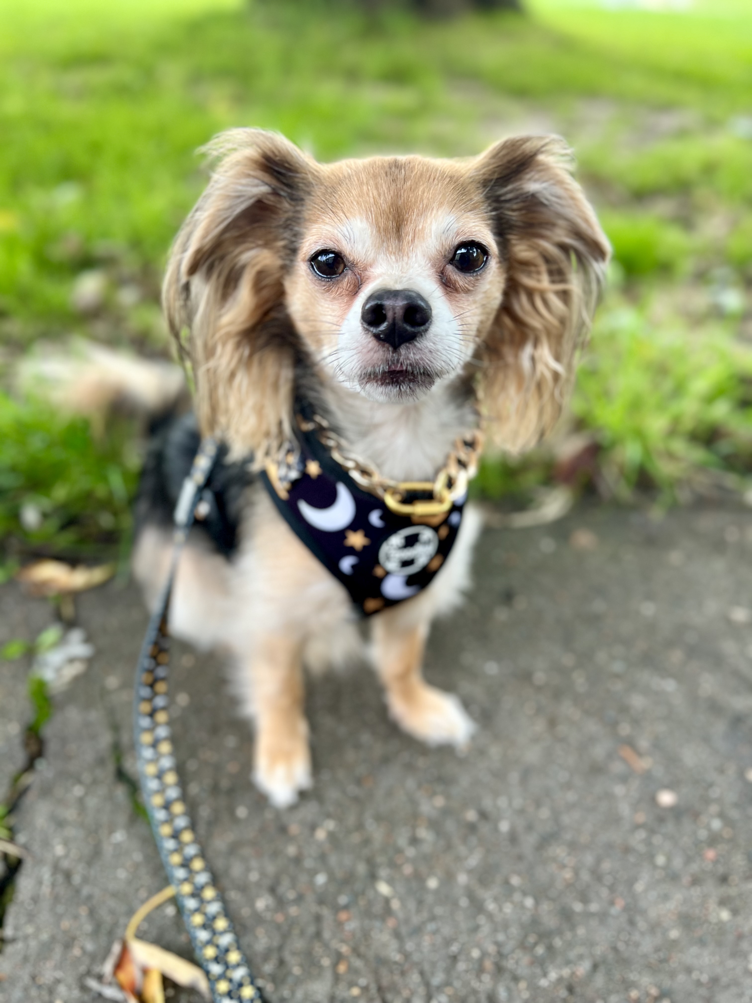 @lifewithlittledexter