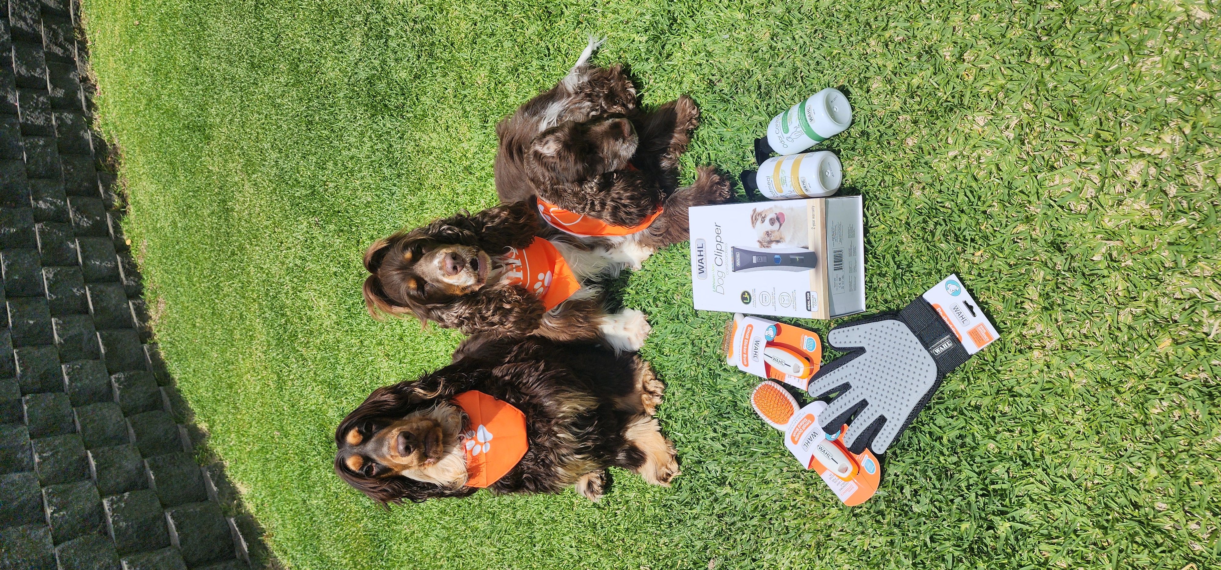 @le-chocolatier-cocker-spaniels