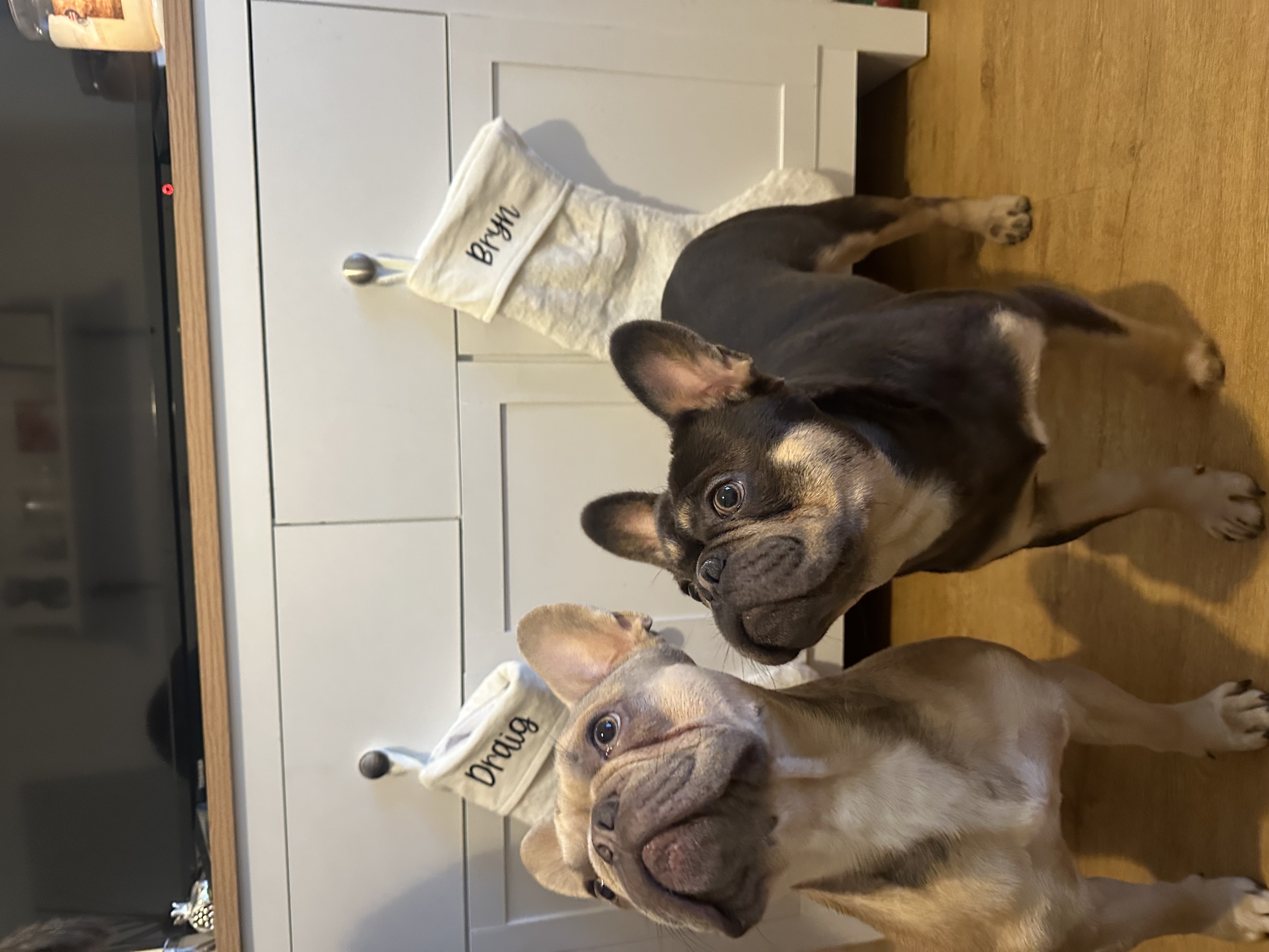 @draigandbrynfrenchies