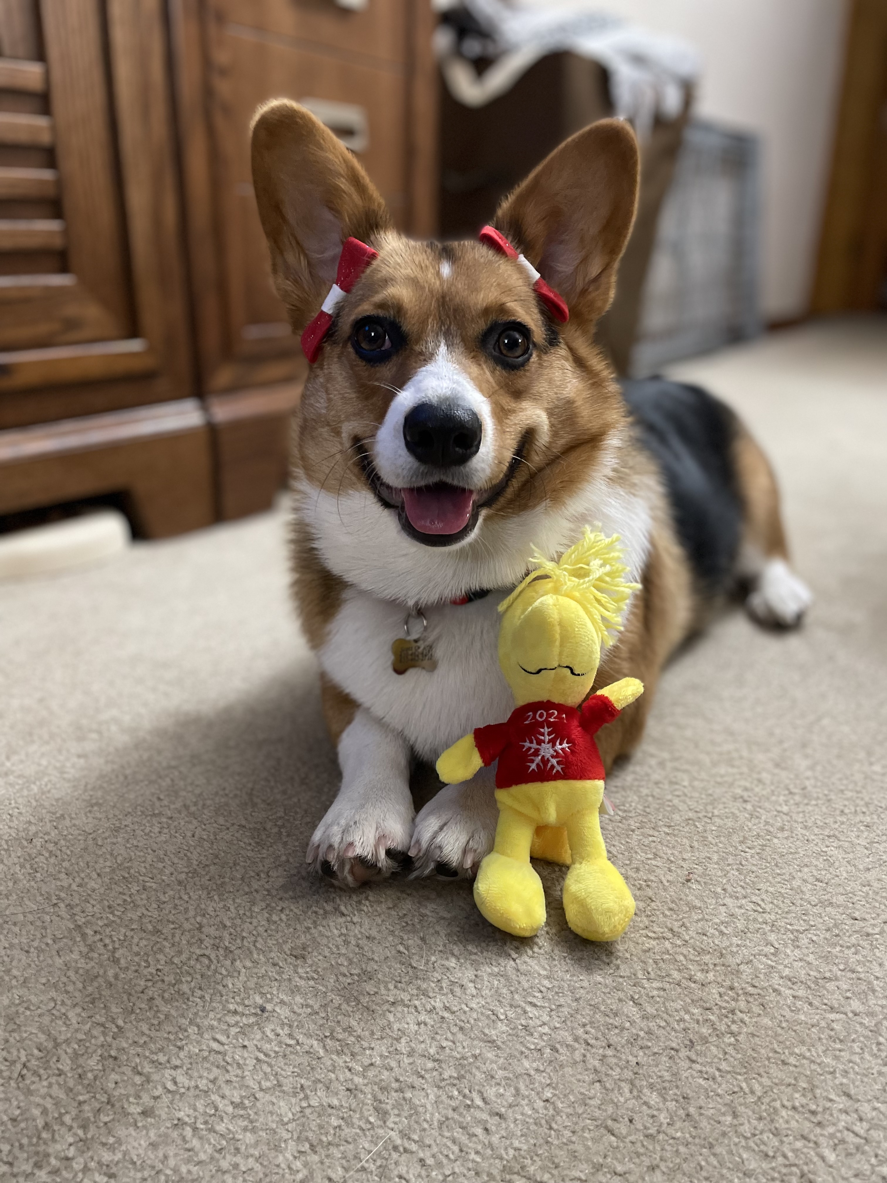 @peanutbutterhthecorgi