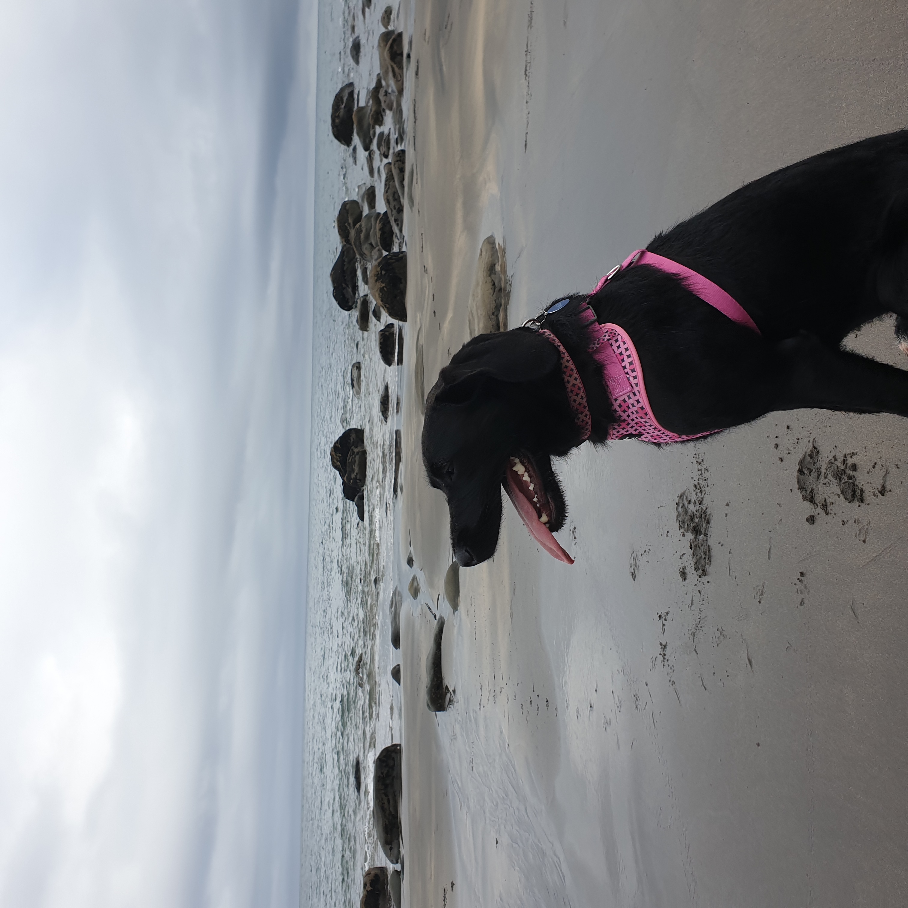 @nala-the-staffypoo