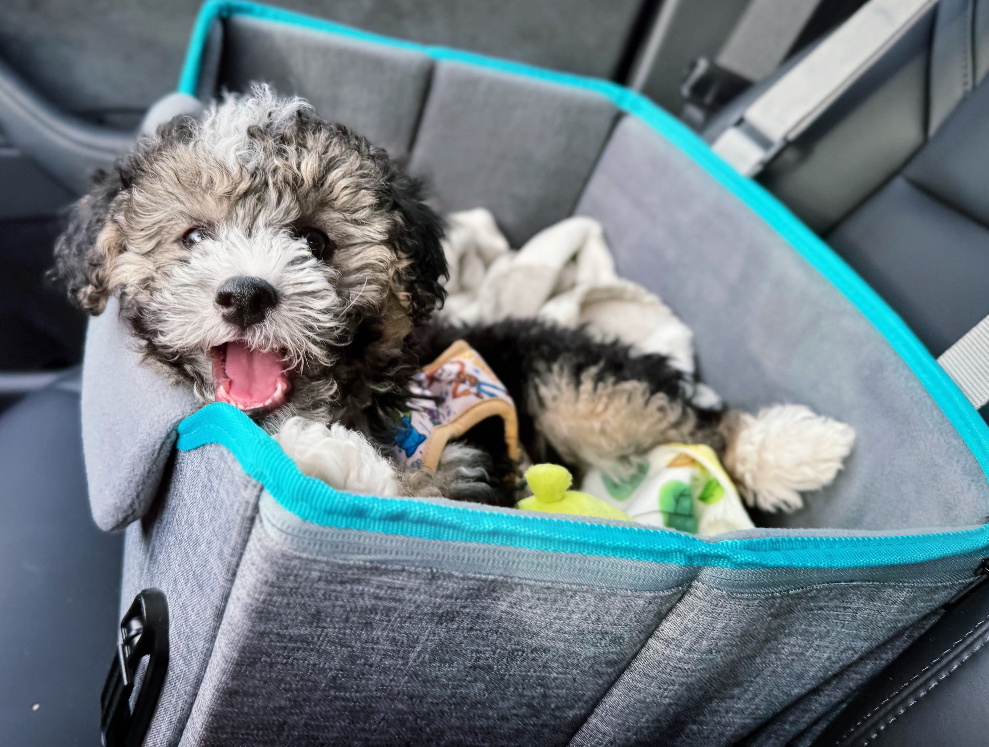 @smallishbeansadoodle