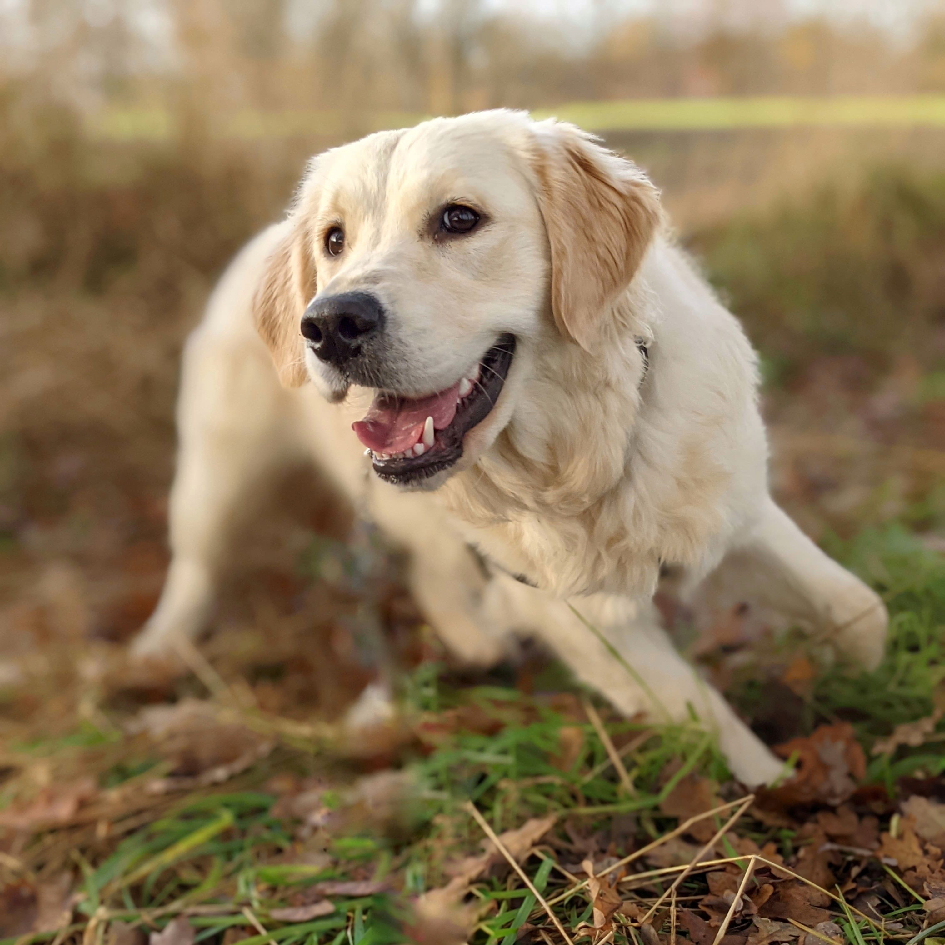 @semmygoldenretriever