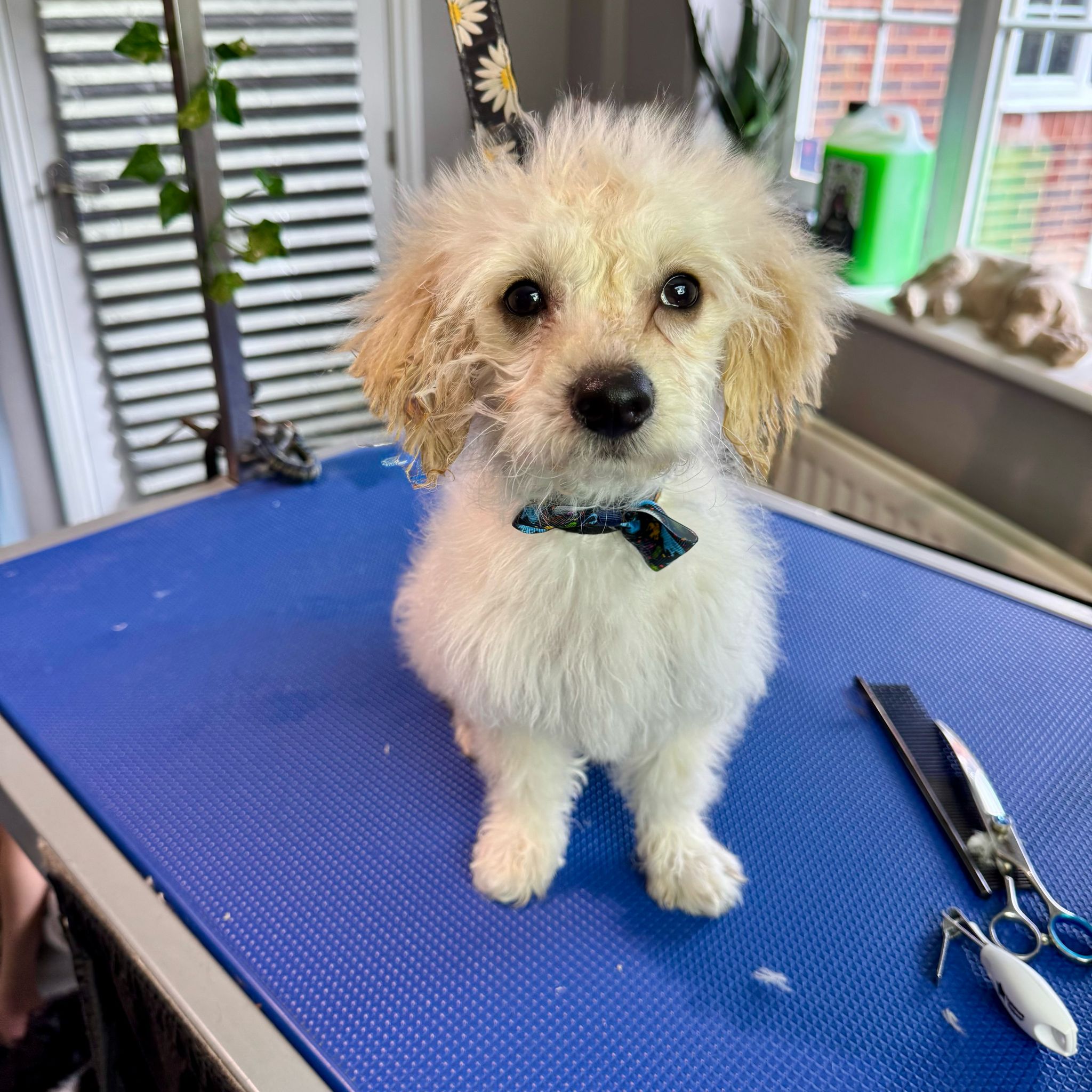 @thepawsofcookieandbiscuit-1