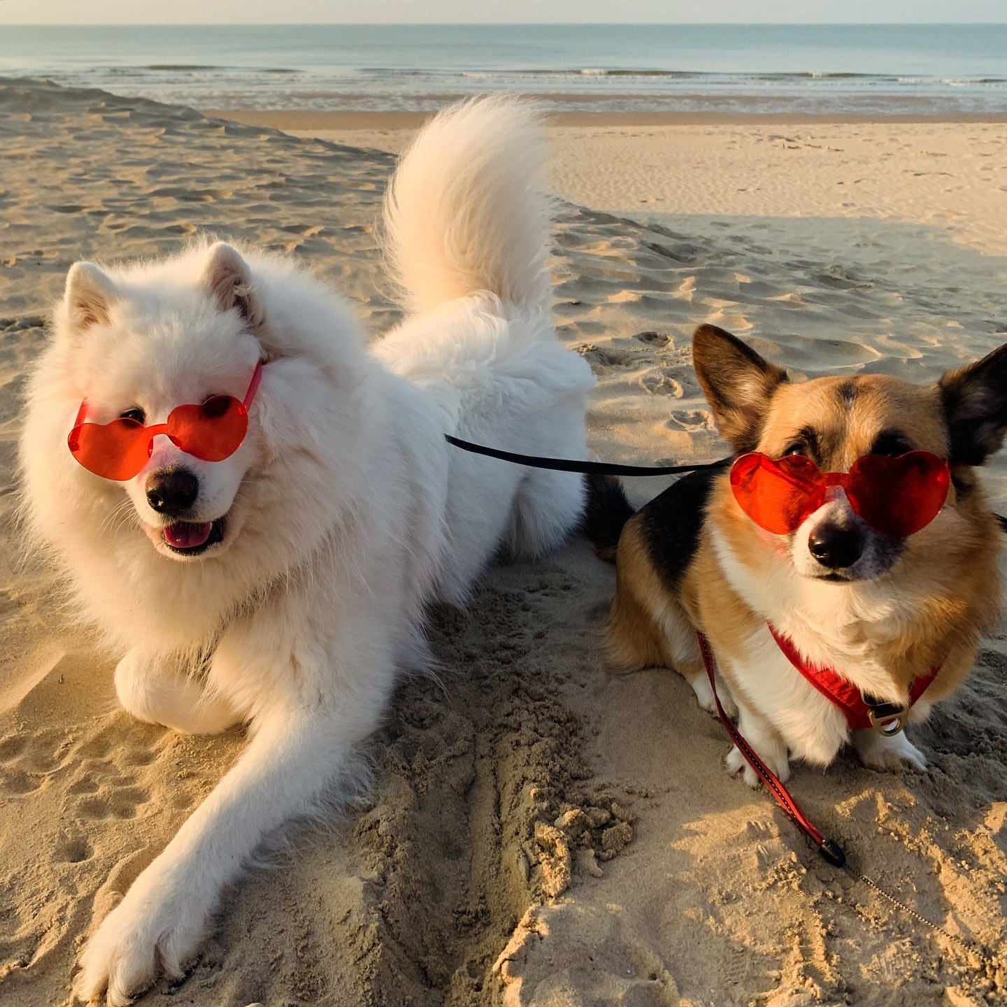 @alwaystakethefloofs