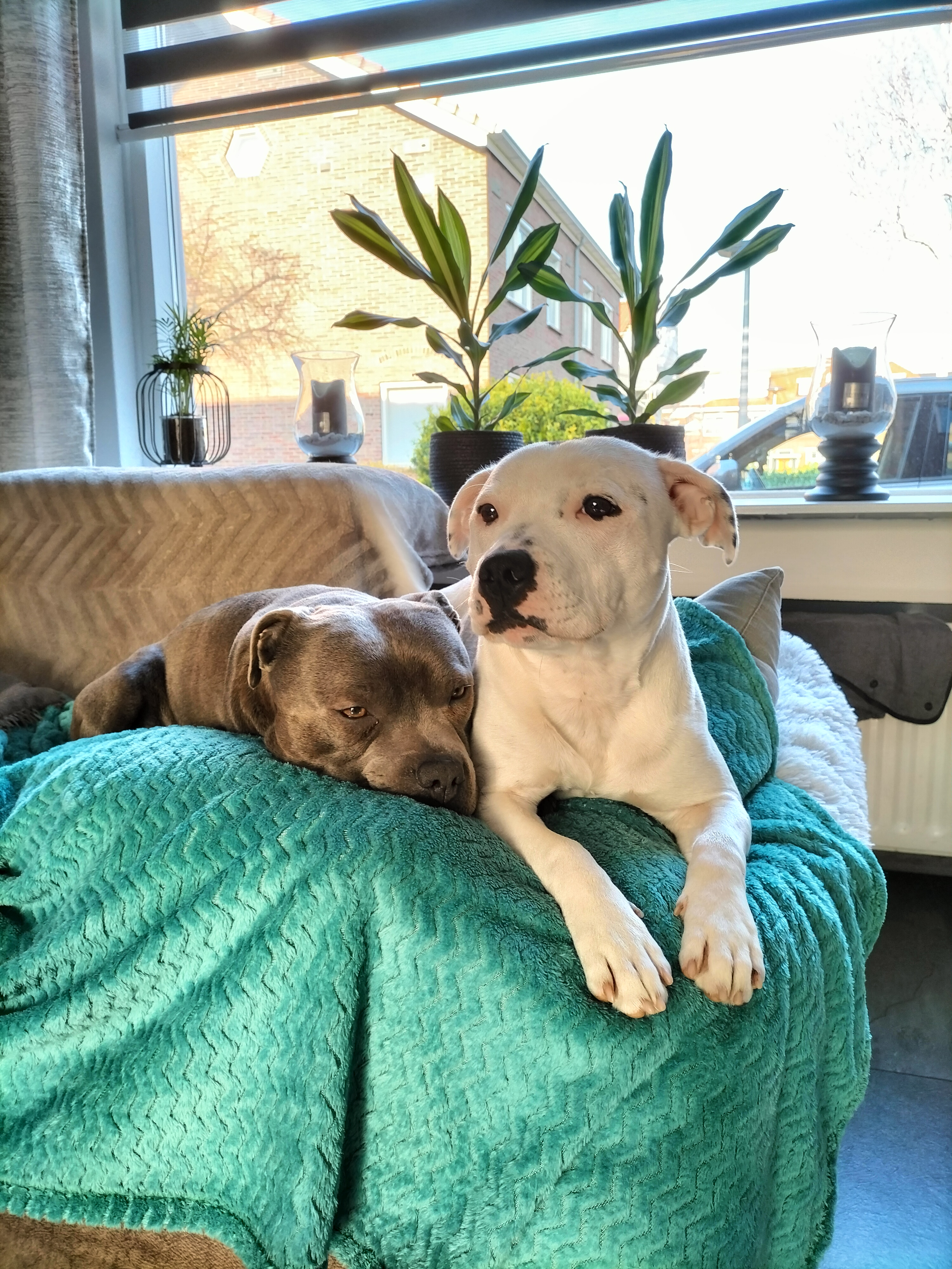 @tysonirisstaffies