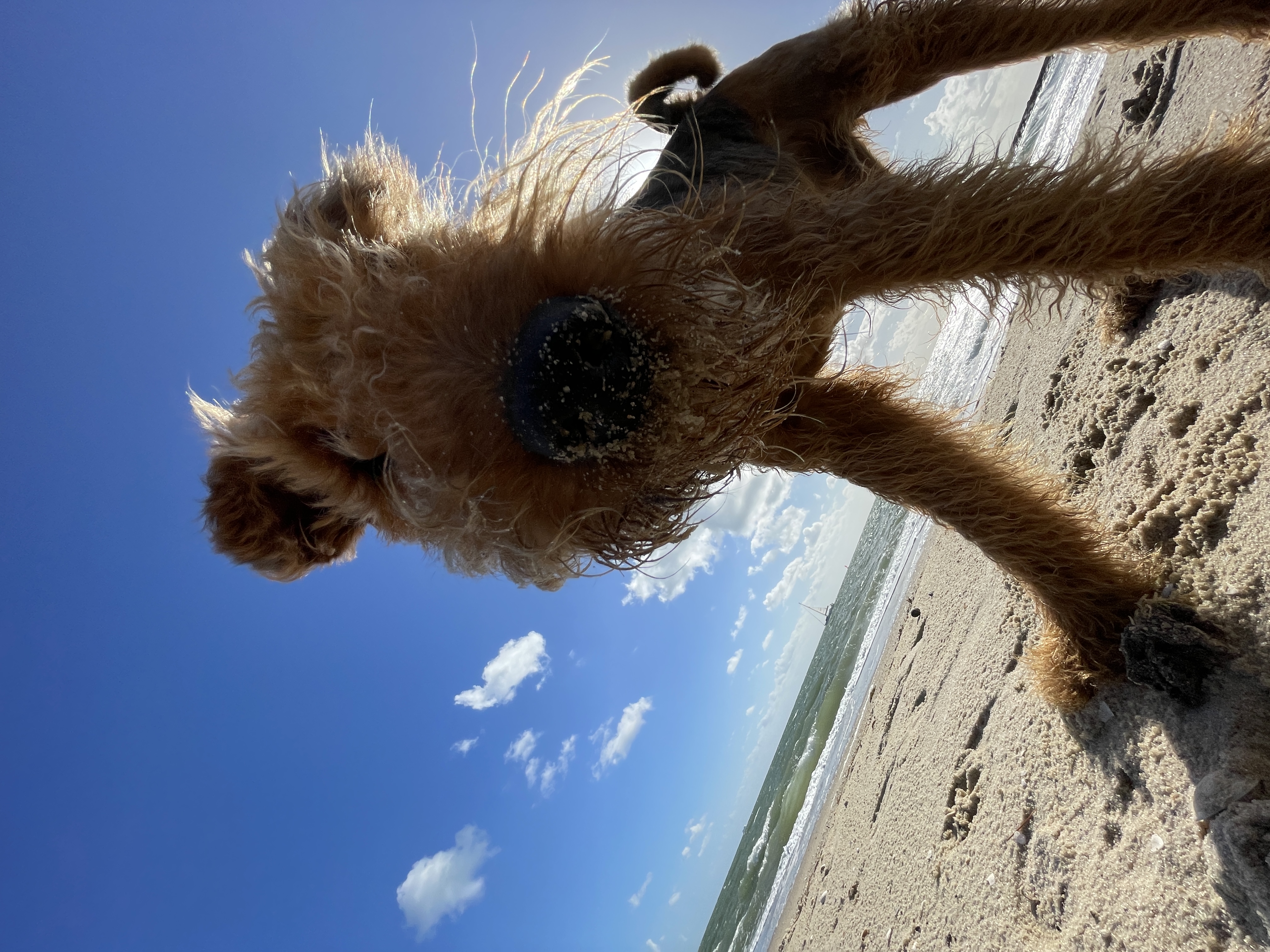 @rafferty-the-airedale