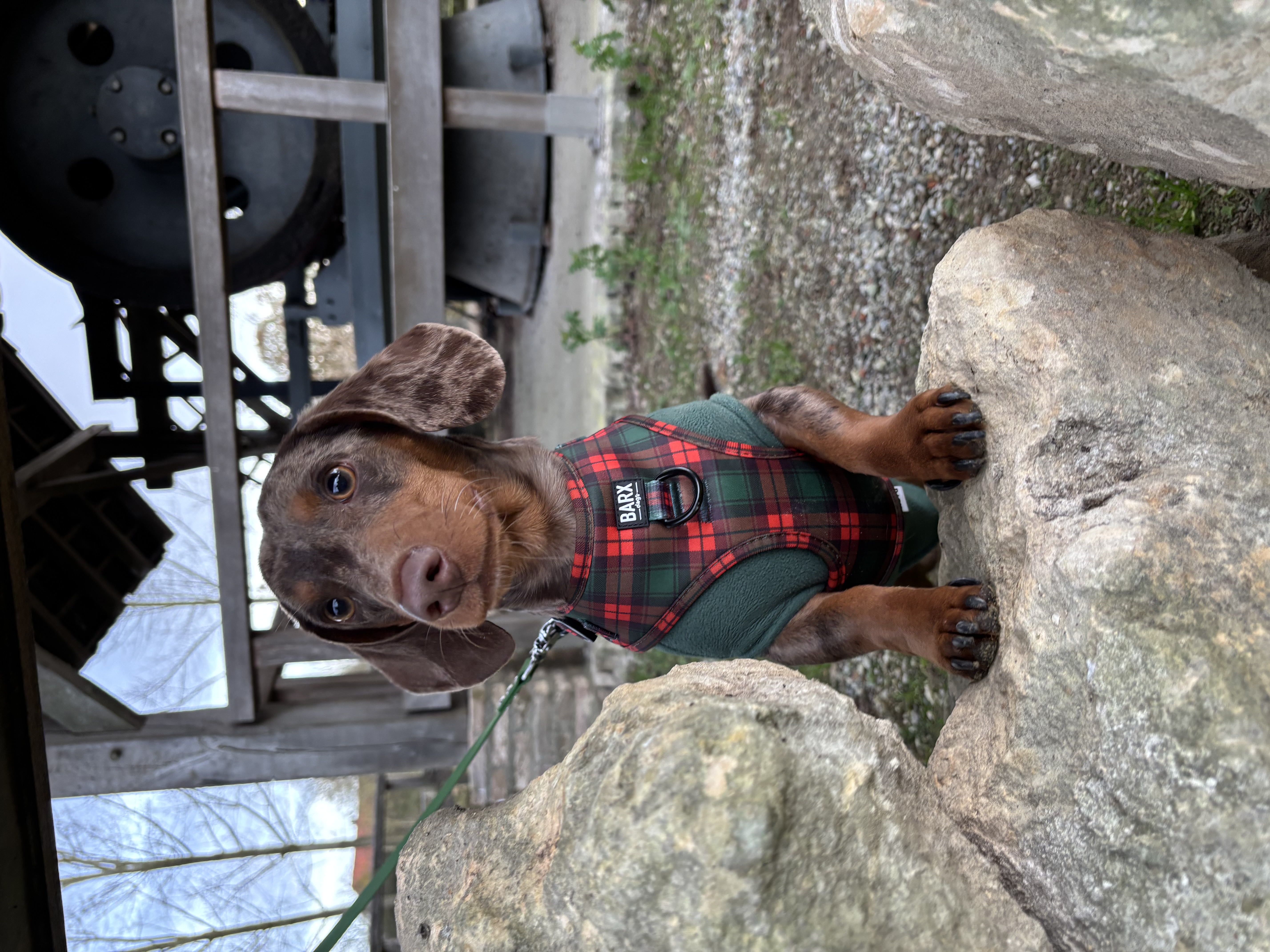 @ollie-dachshund