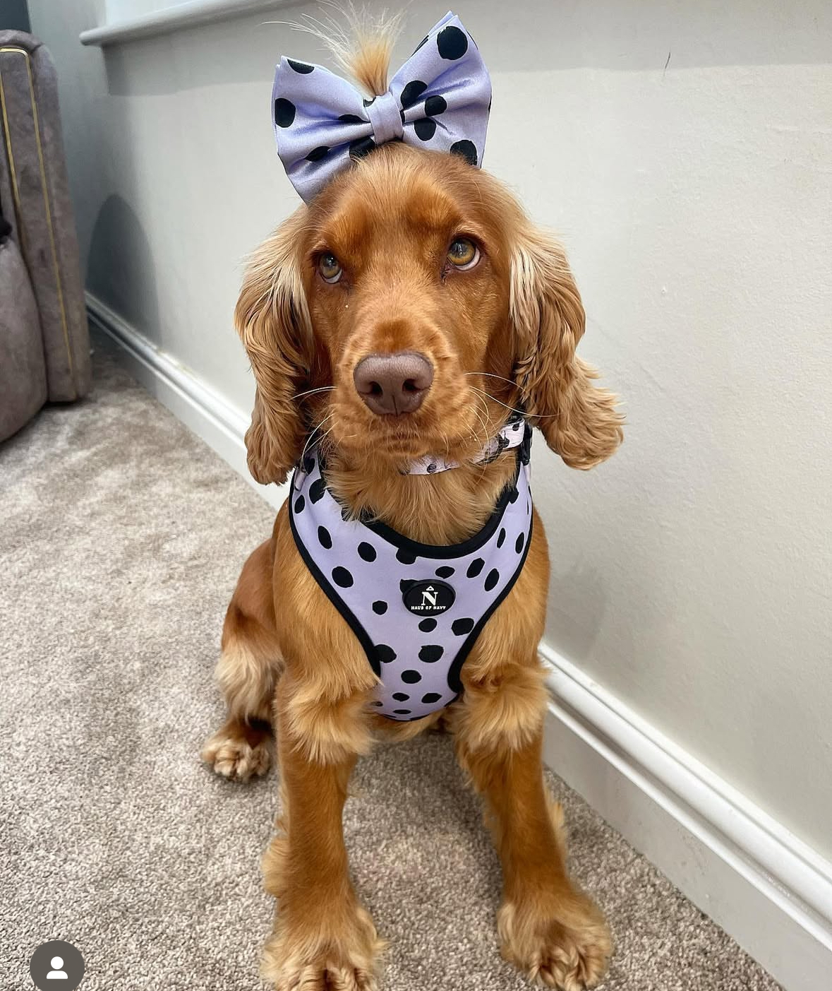 @conniethecockerspainiel-ox