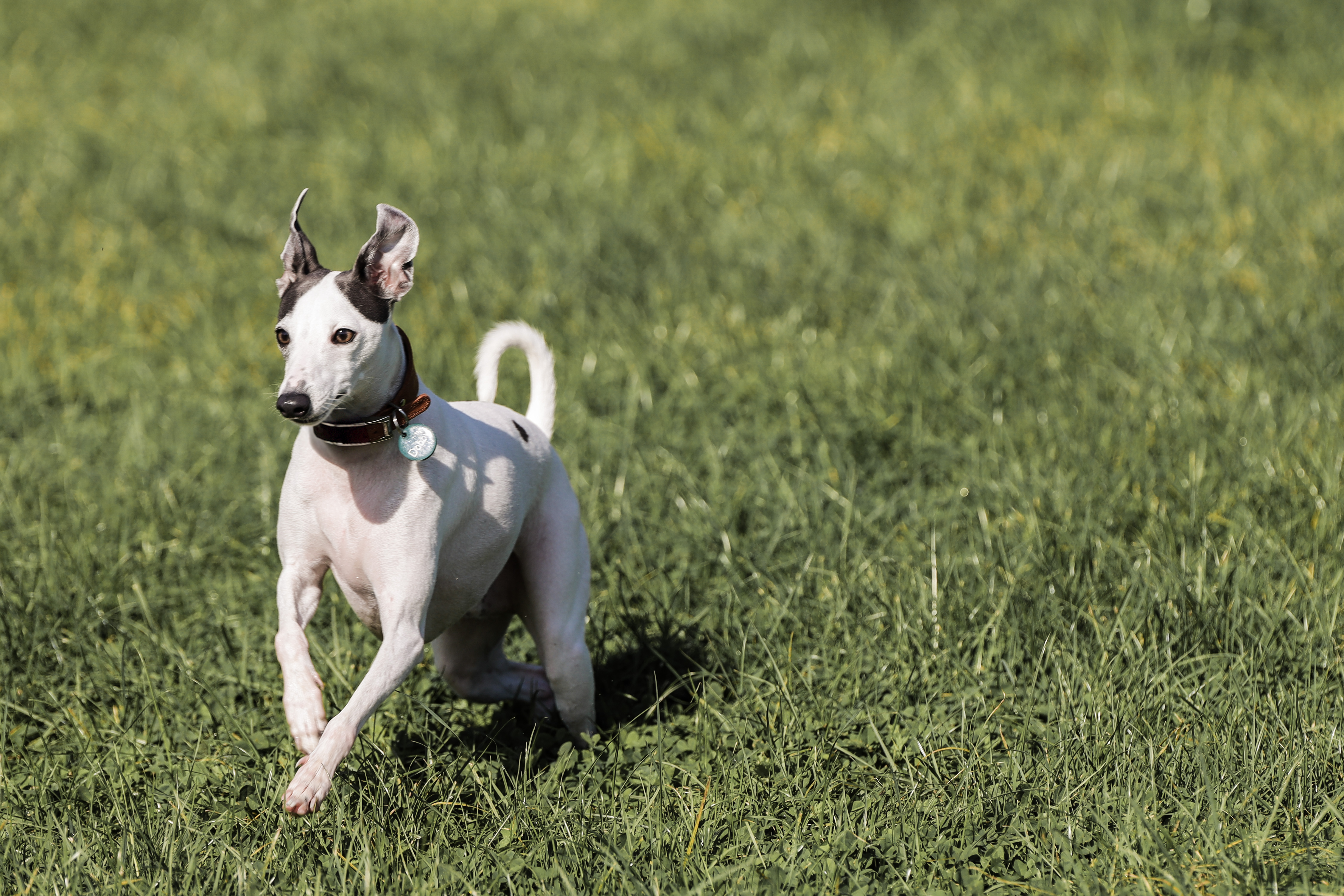 @dobby-italian-greyhound