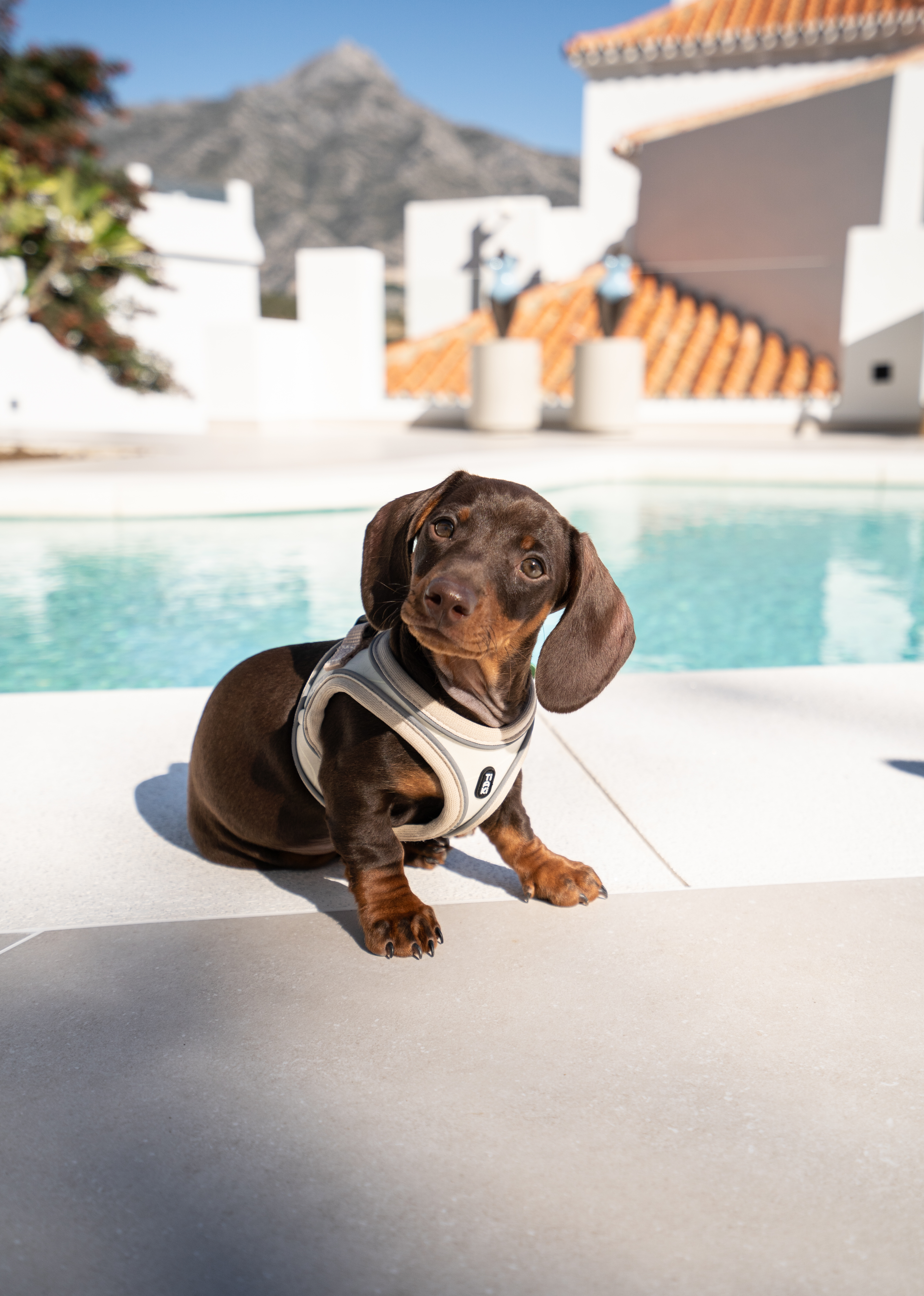 @molliethesausagedog