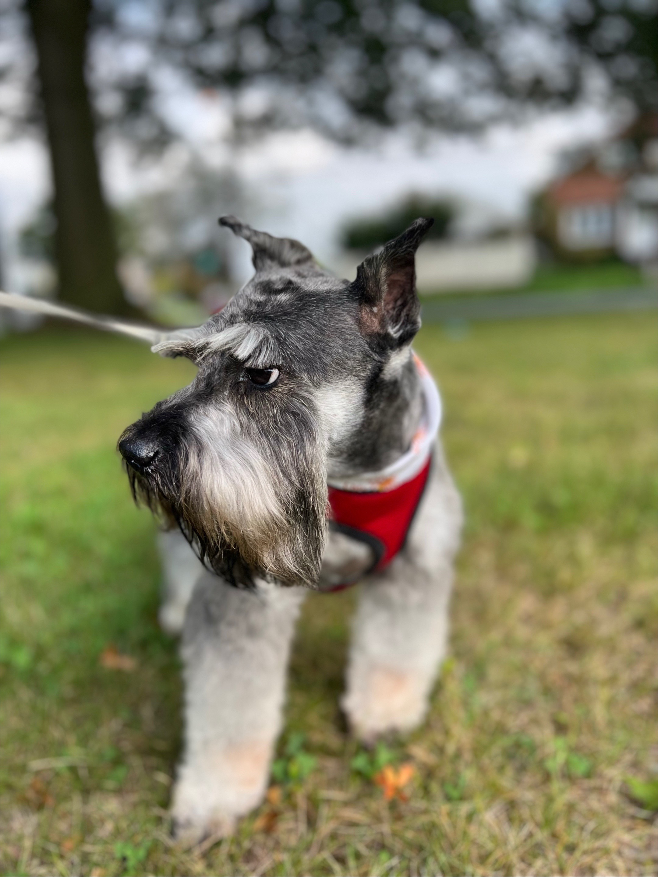 @pawthers-thefurbrothers