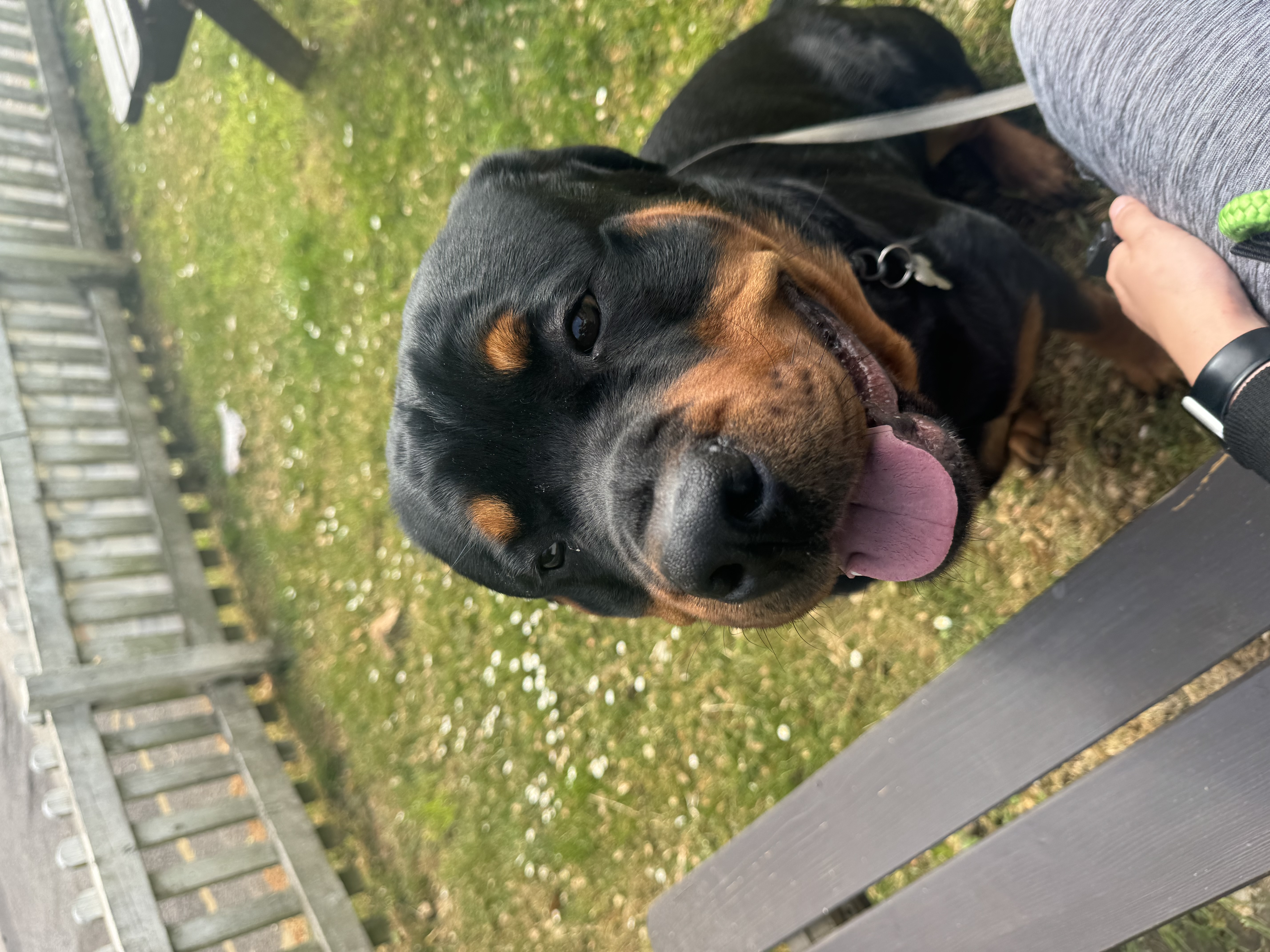 @roscoethe-rottweiler