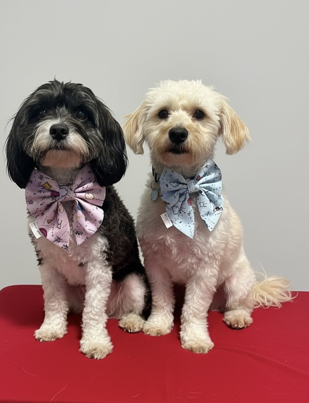 @thepawsofcookieandbiscuit