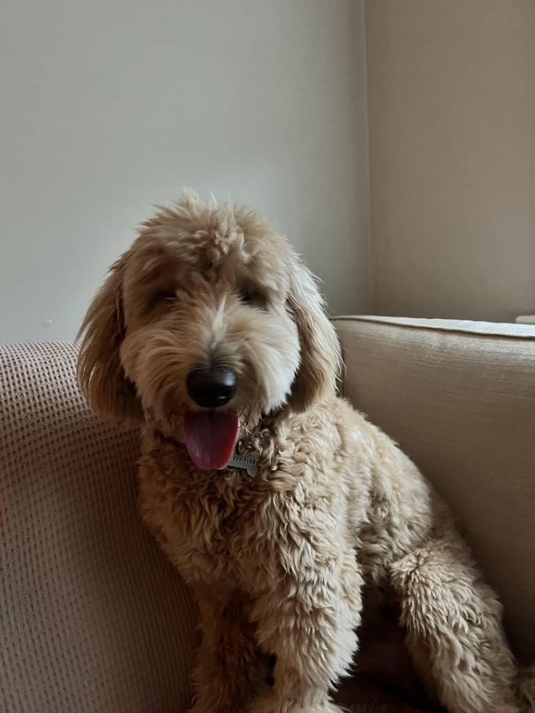 @archiethedoodiliciousdoodle