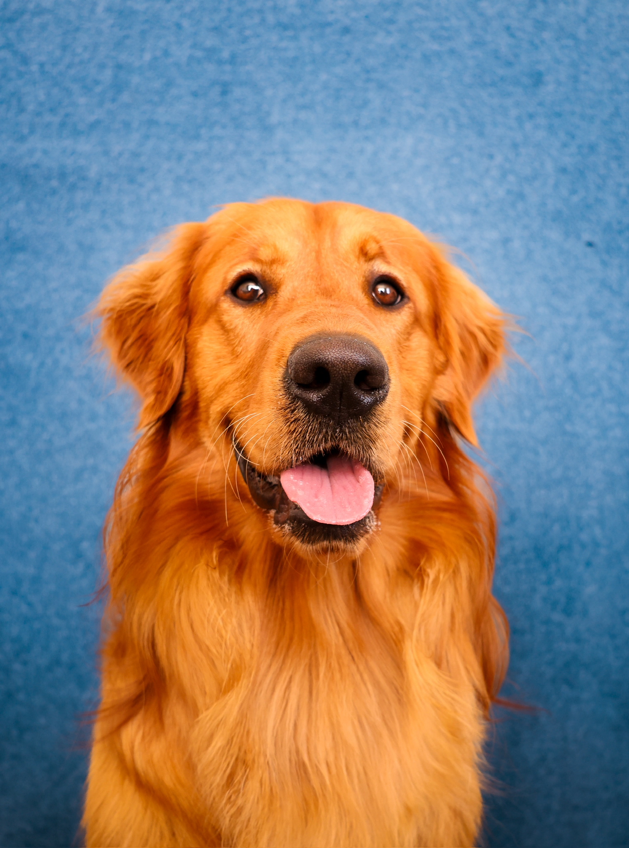 @rocketgoldenretriever