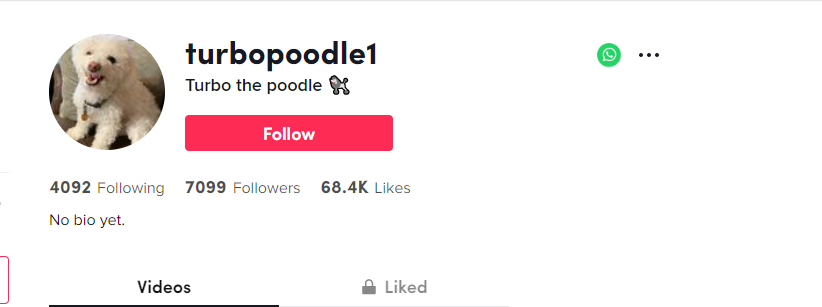 @turbopoodle1