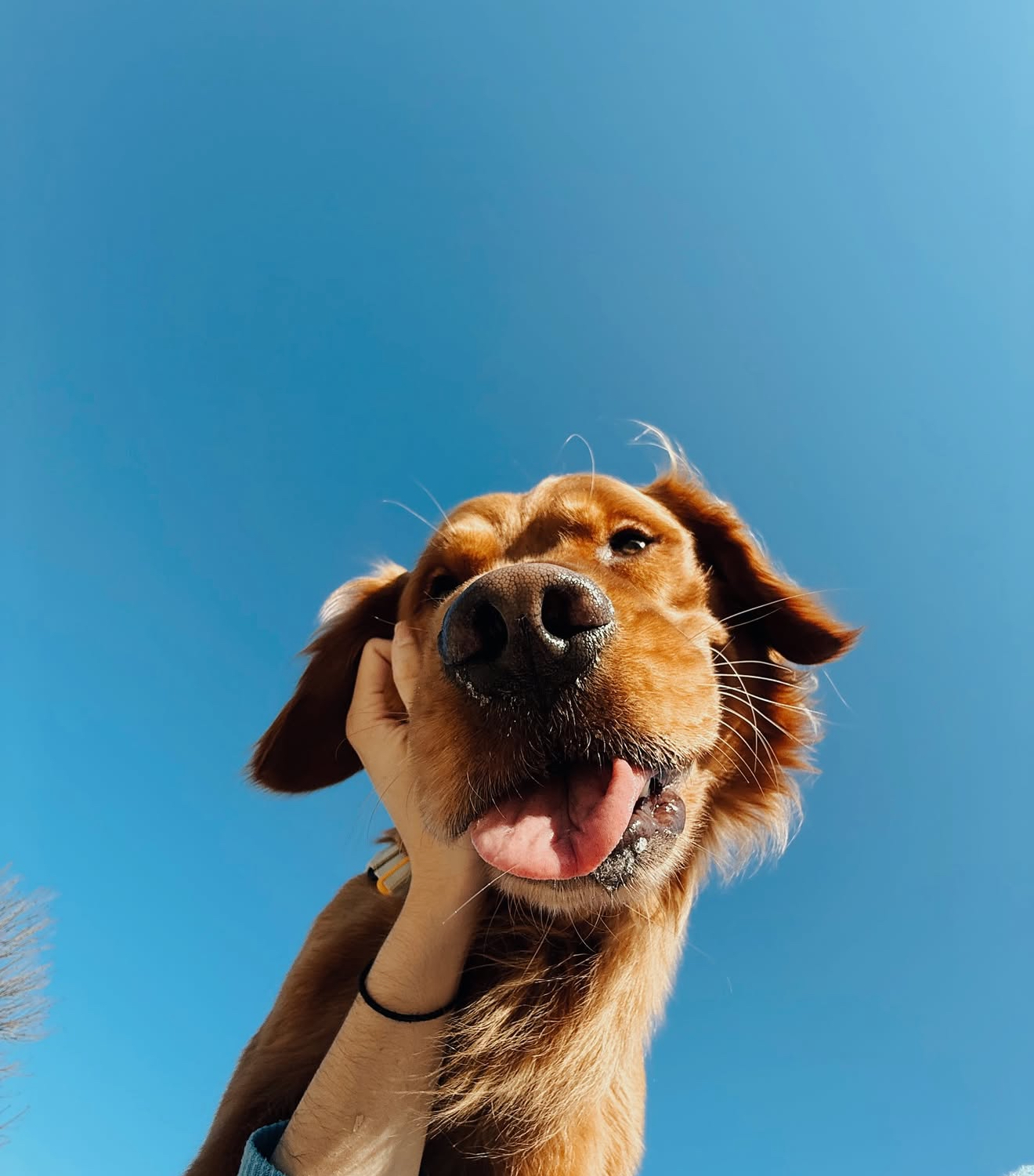 @wranglerthegr