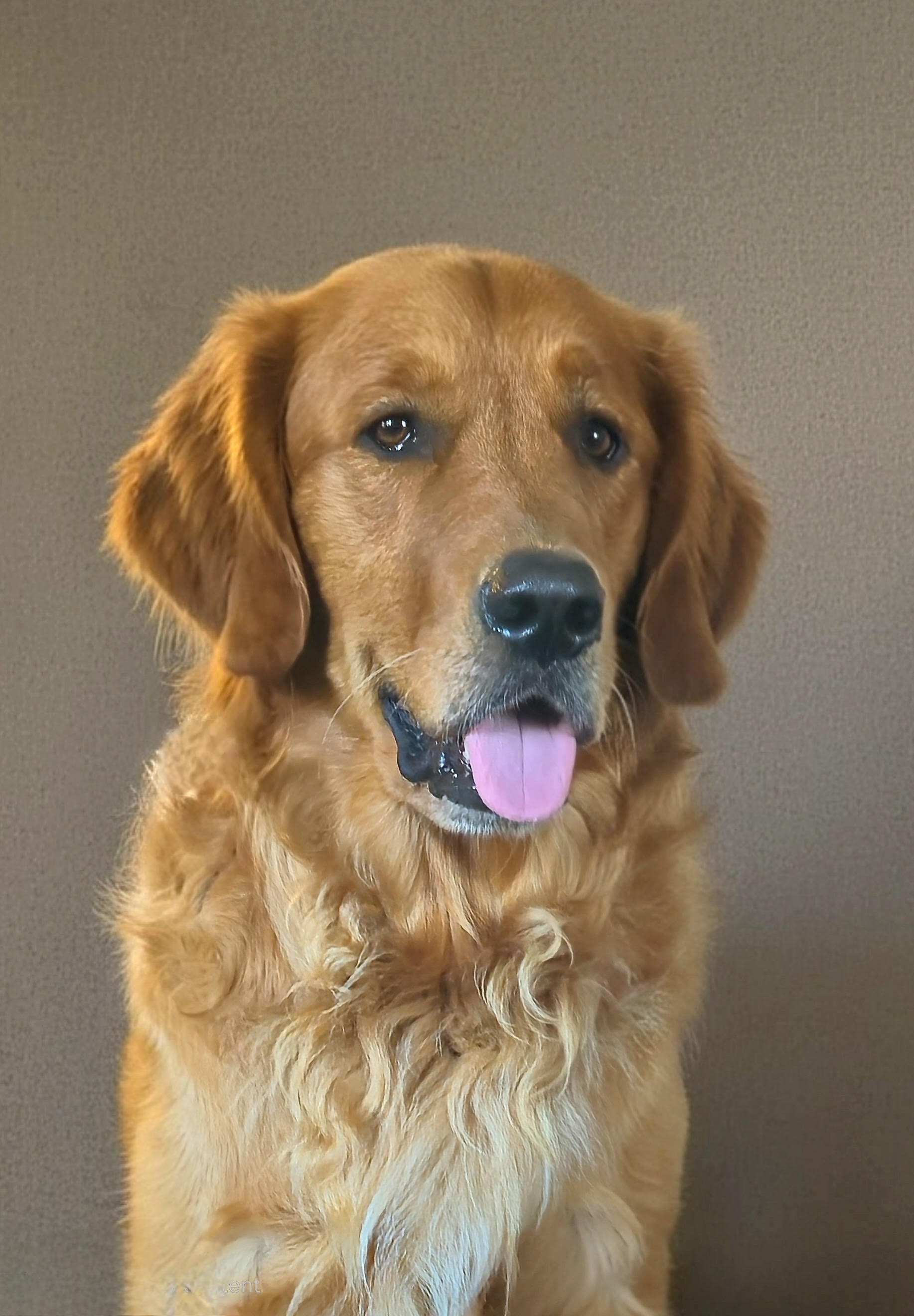 @theadventuresoffinnthegolden