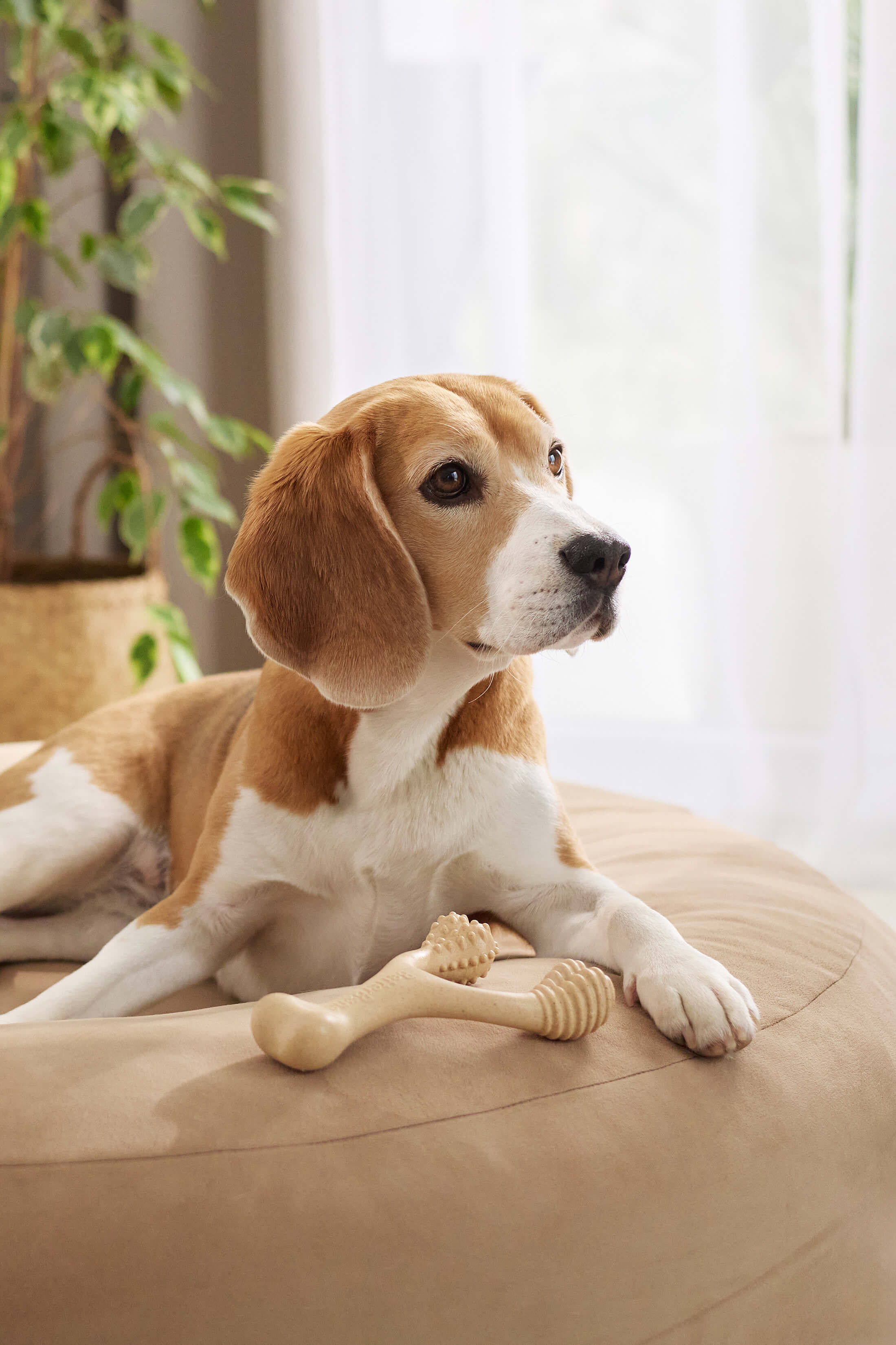 BetterBone: Chews for Every Pup