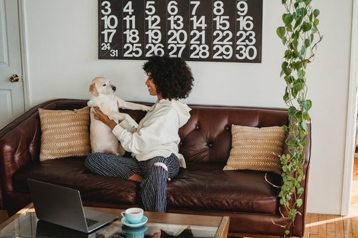 How to Get Your Dog Sponsored on Instagram and TikTok