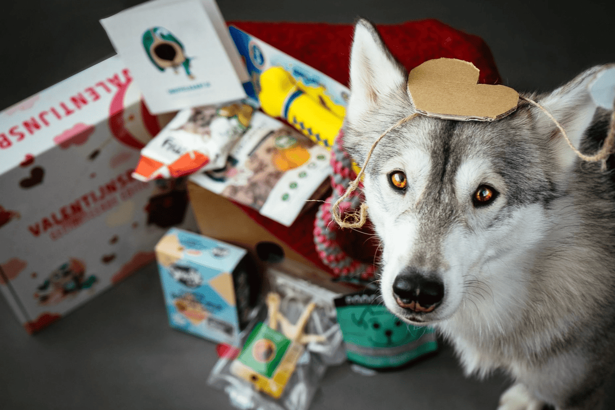 🤳 Ultimate Guide to Growing the Instagram Channel of your Dog.
