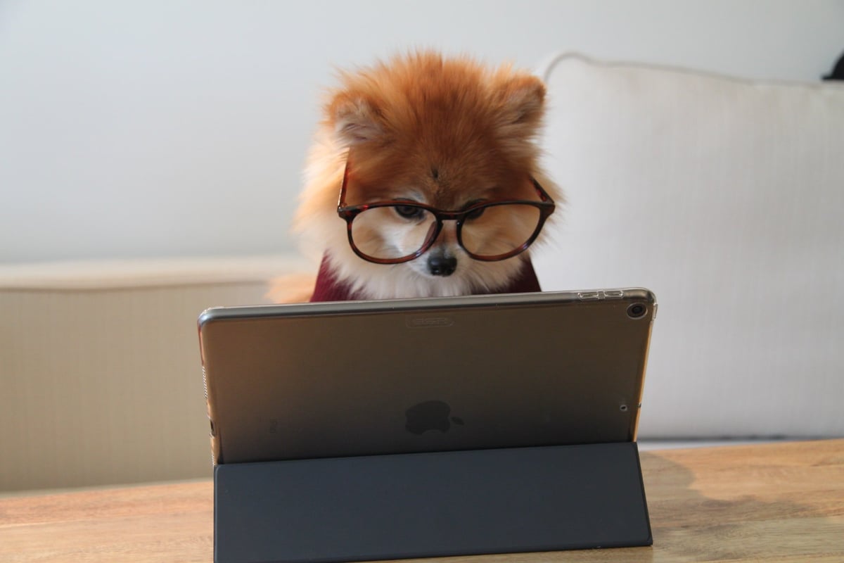 Top 25 Dog Social Media Sites, Dog Apps and Dog Social Media Networks