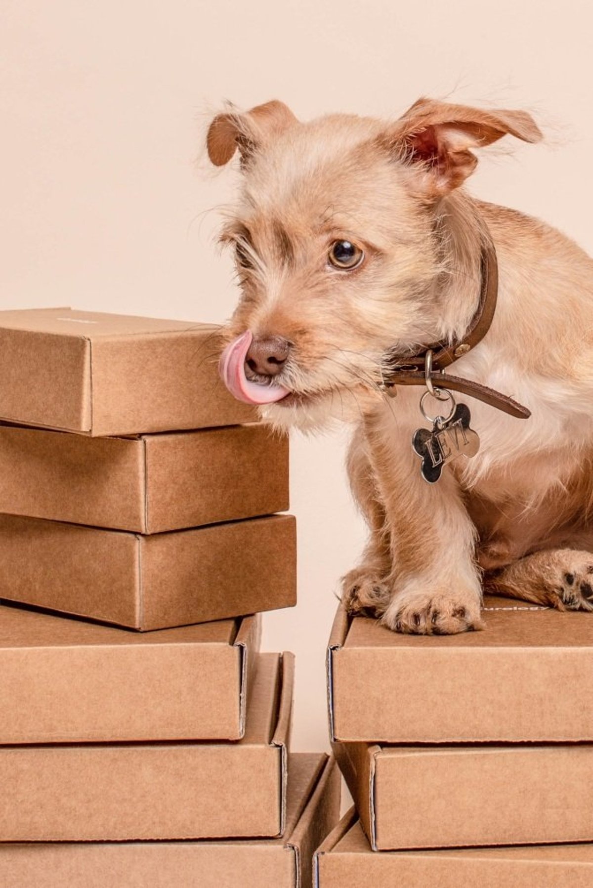 Dog Marketing: How to Market Your Dog Business and Products Easily