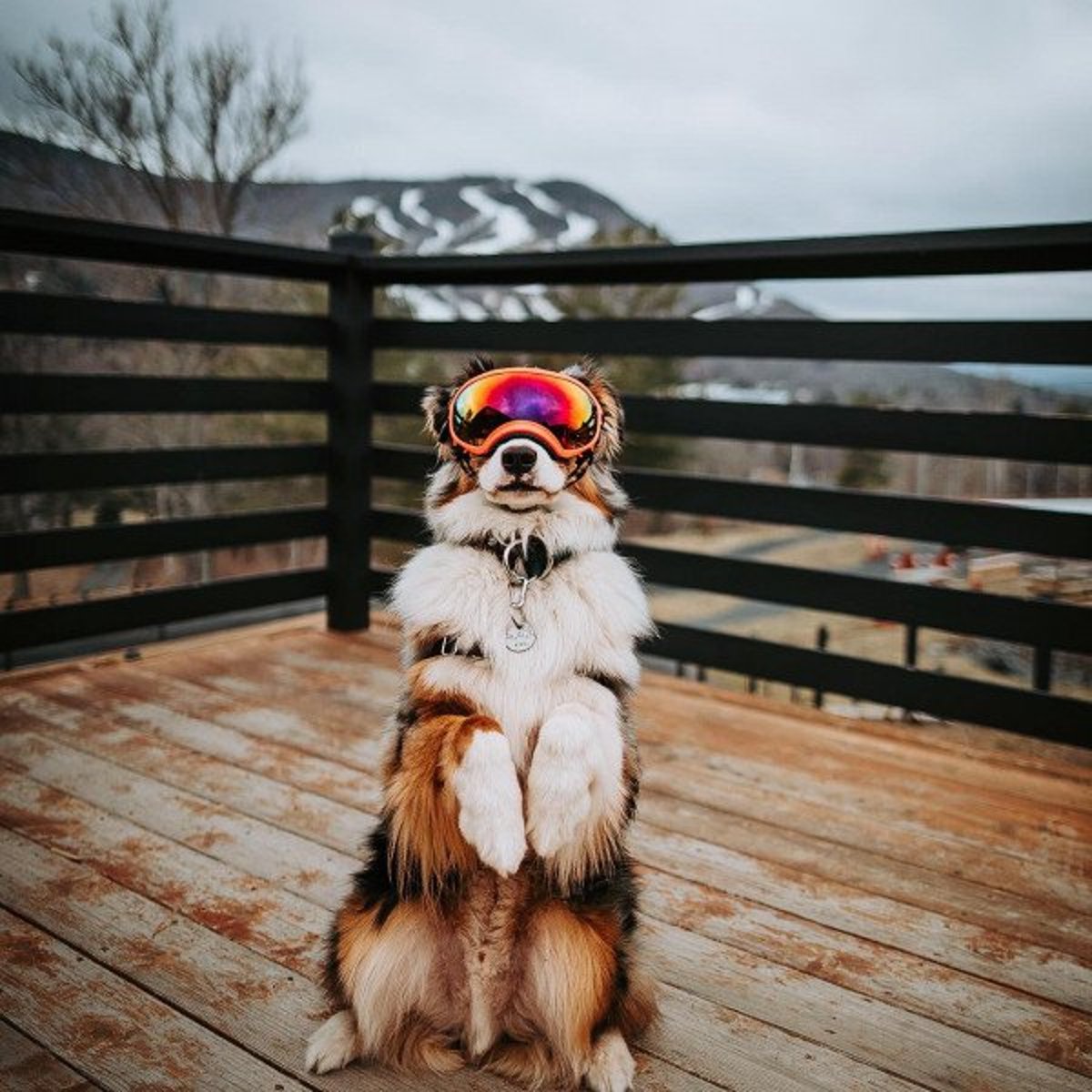 Dog Modeling 101: Everything You Need to Know