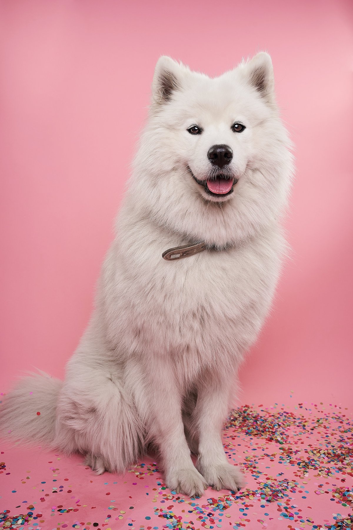 Top 50 Dog Influencers in Australia that surely stand out