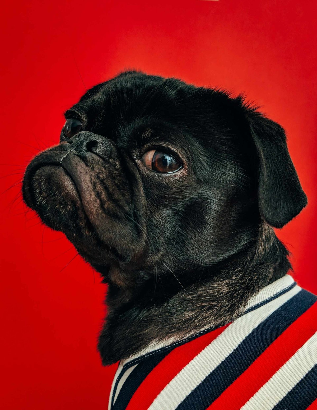 Pet Product Marketing Agency: Need Customers? Here’s How to Get Them Quickly