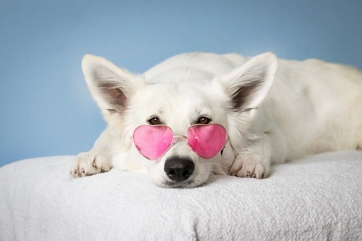 Dog modelling UK - Agencies and Brands looking for dog models