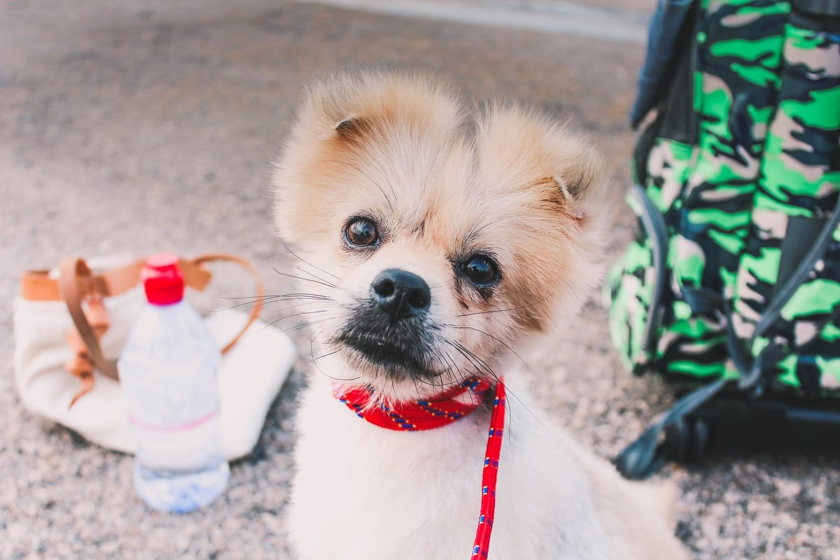 Instagram Marketing - 5 Best Practices for Pet Brands