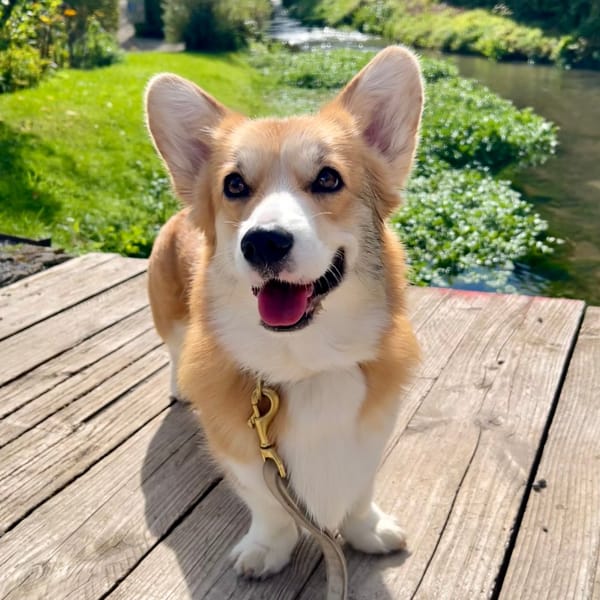 Seaweed for Dogs boosted post showing engagement metrics