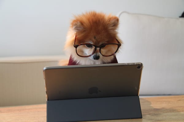 Top 25 Dog Social Media Sites, Dog Apps and Dog Social Media Networks