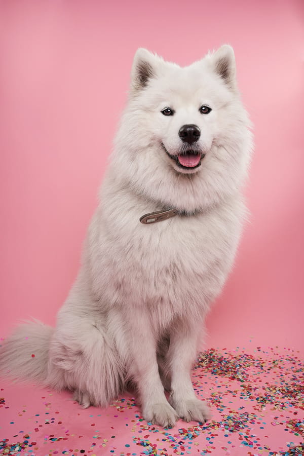Top 50 Dog Influencers in Australia that surely stand out
