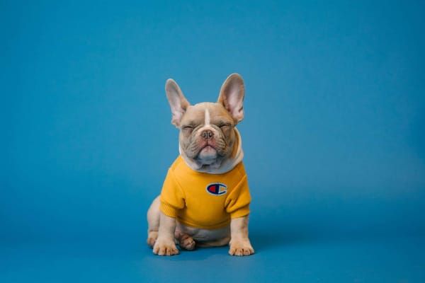 Pet Industry Marketing: How to Get Your Business and Products Seen