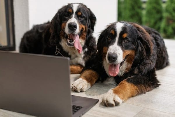 10 Ways to Promote Your Dog Influencer Campaign
