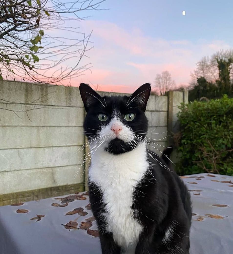 @conna.cats