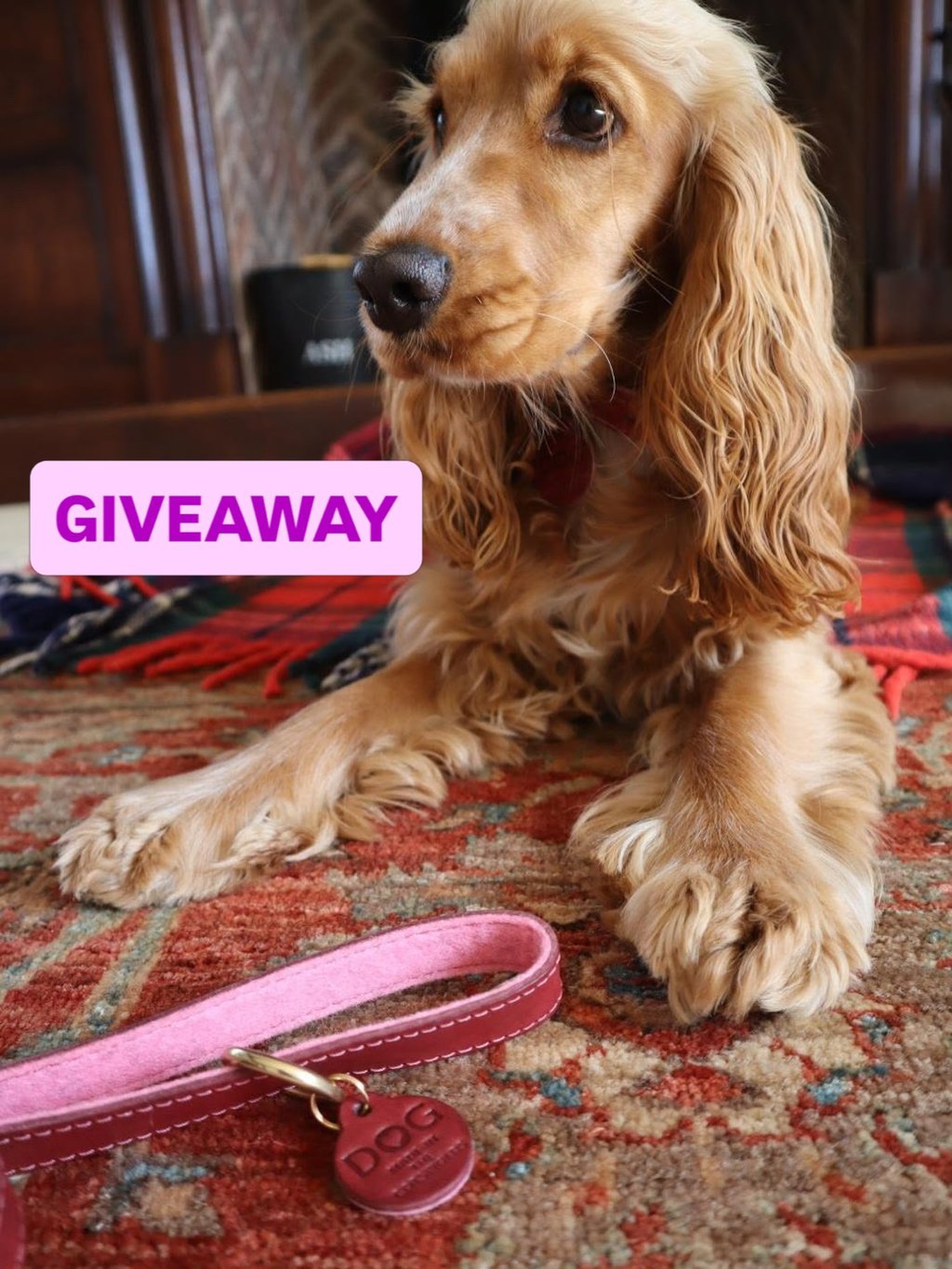 A DOG leather collar & lead set